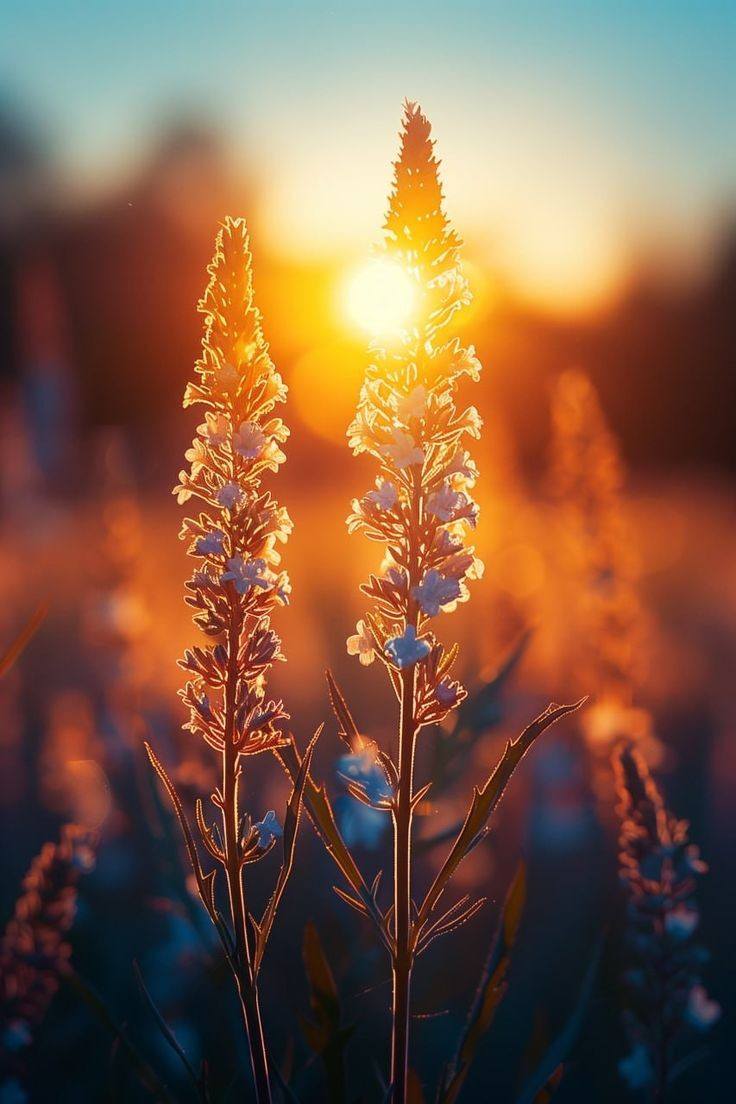 Creative Mobile Wallpaper (27)