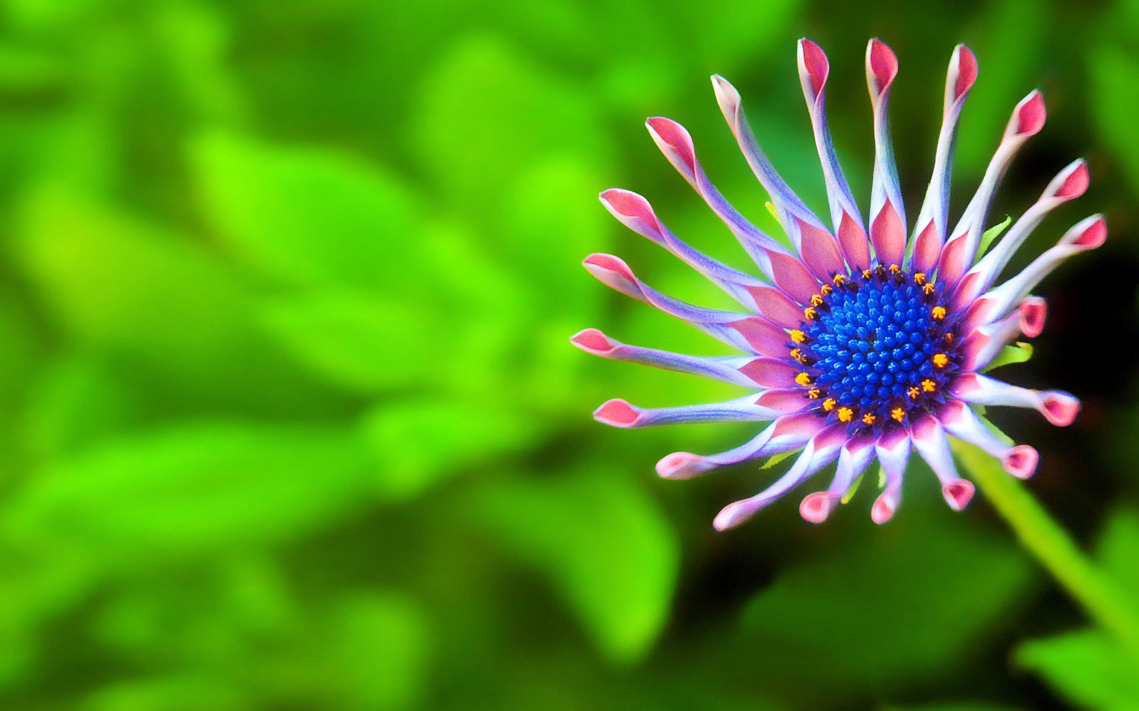 Attractive 4K Desktop Wallpaper (49)
