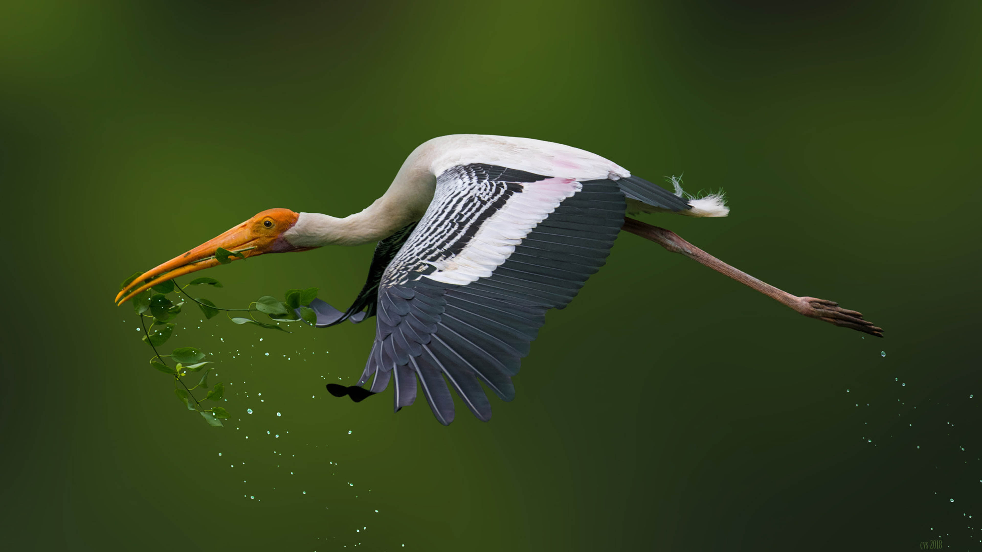 Attractive 4K Flying Birds Desktop Wallpaper