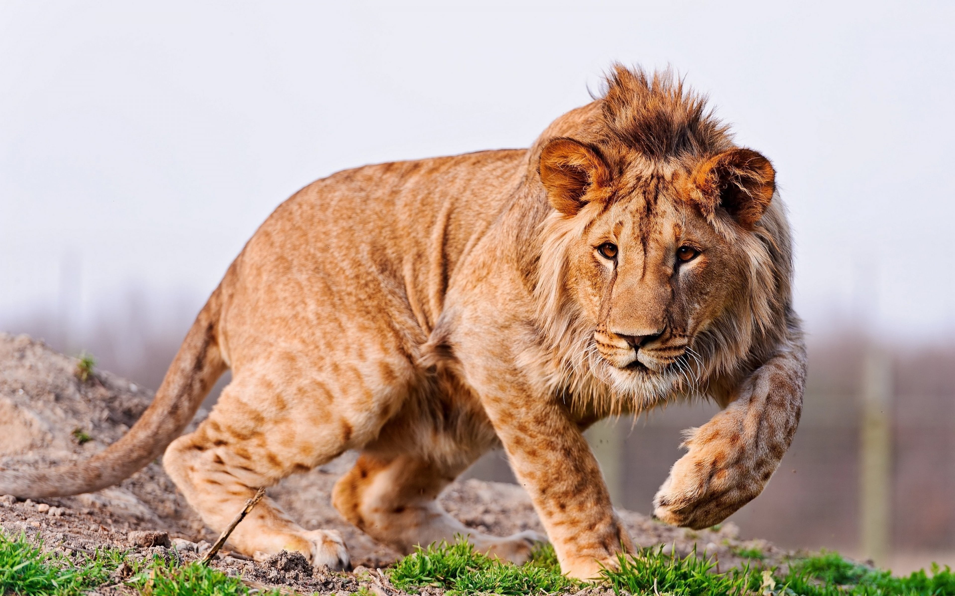 Attractive 4K Lion Desktop Wallpaper