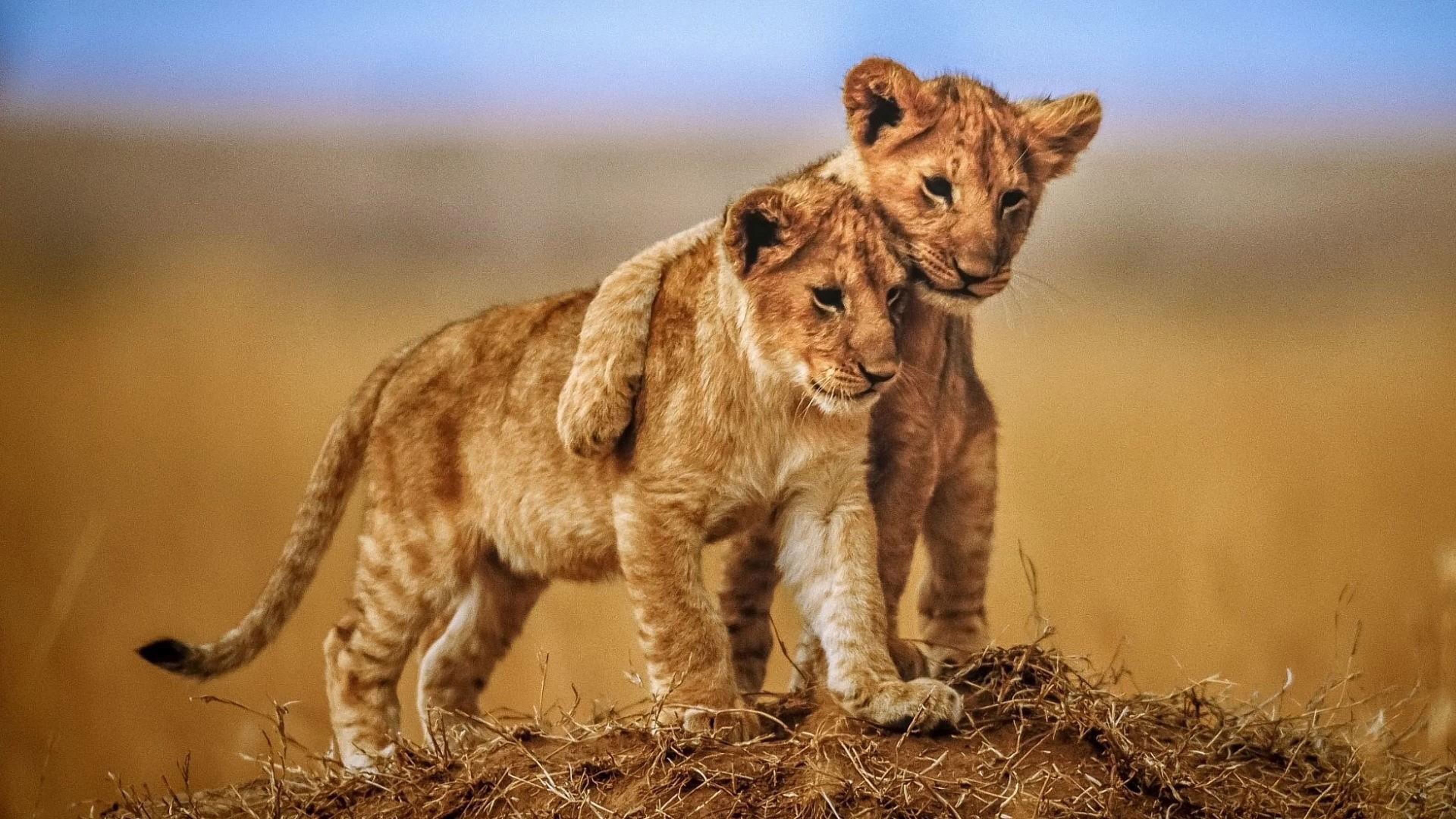 Attractive 4K Lion Lids Desktop Wallpaper