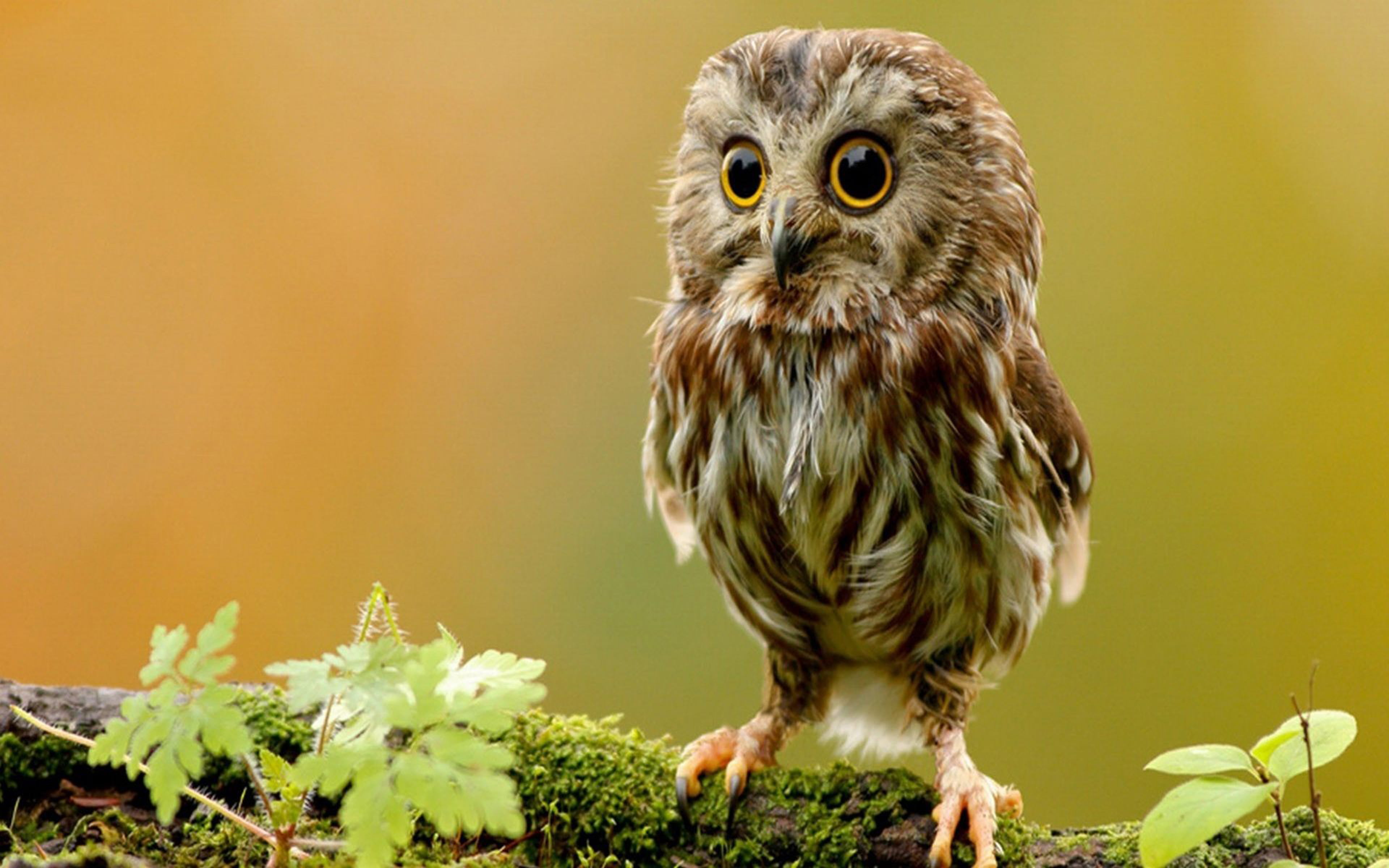 Attractive 4K Owl Desktop Wallpaper