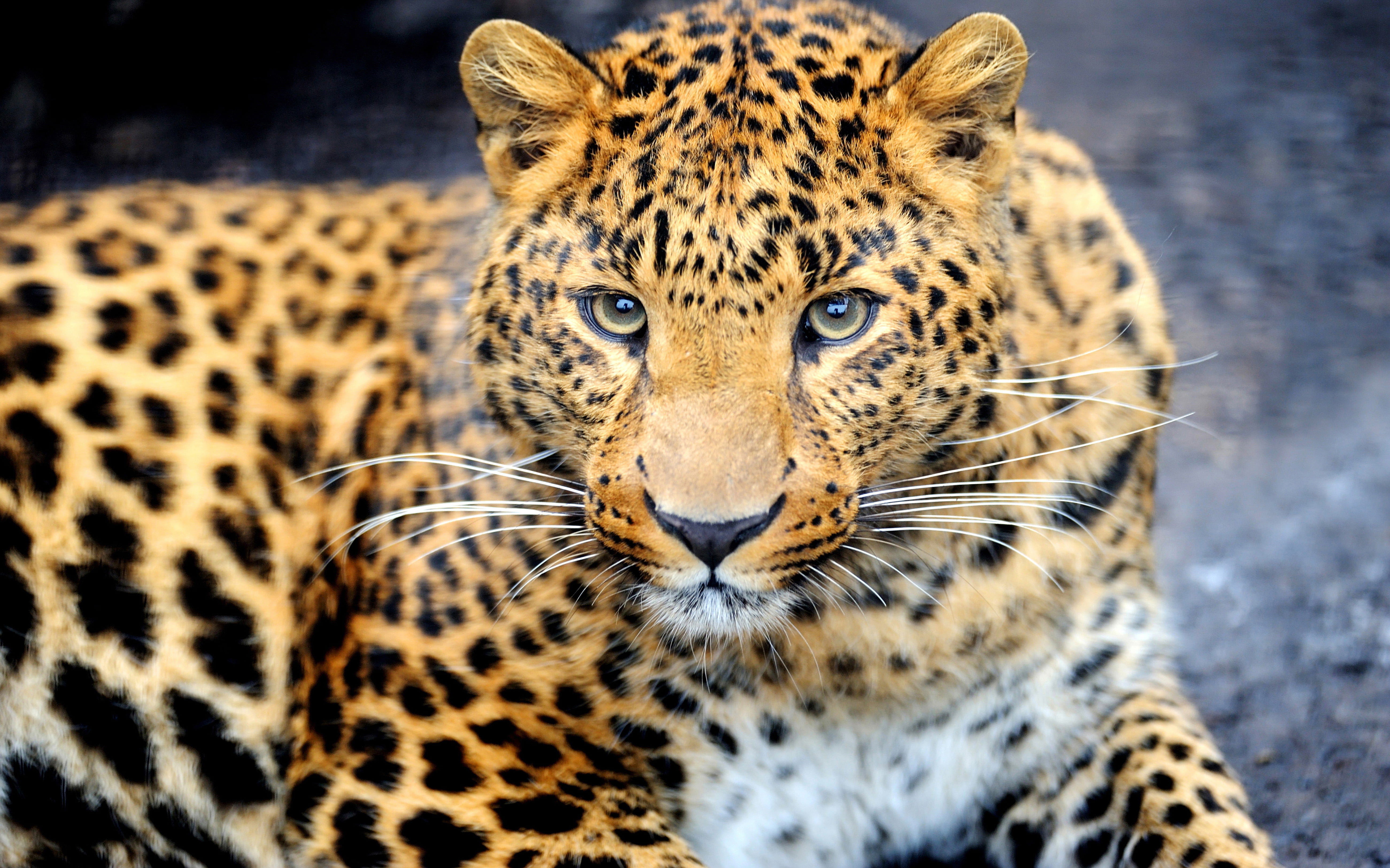 Attractive 4K Panther Desktop Wallpaper