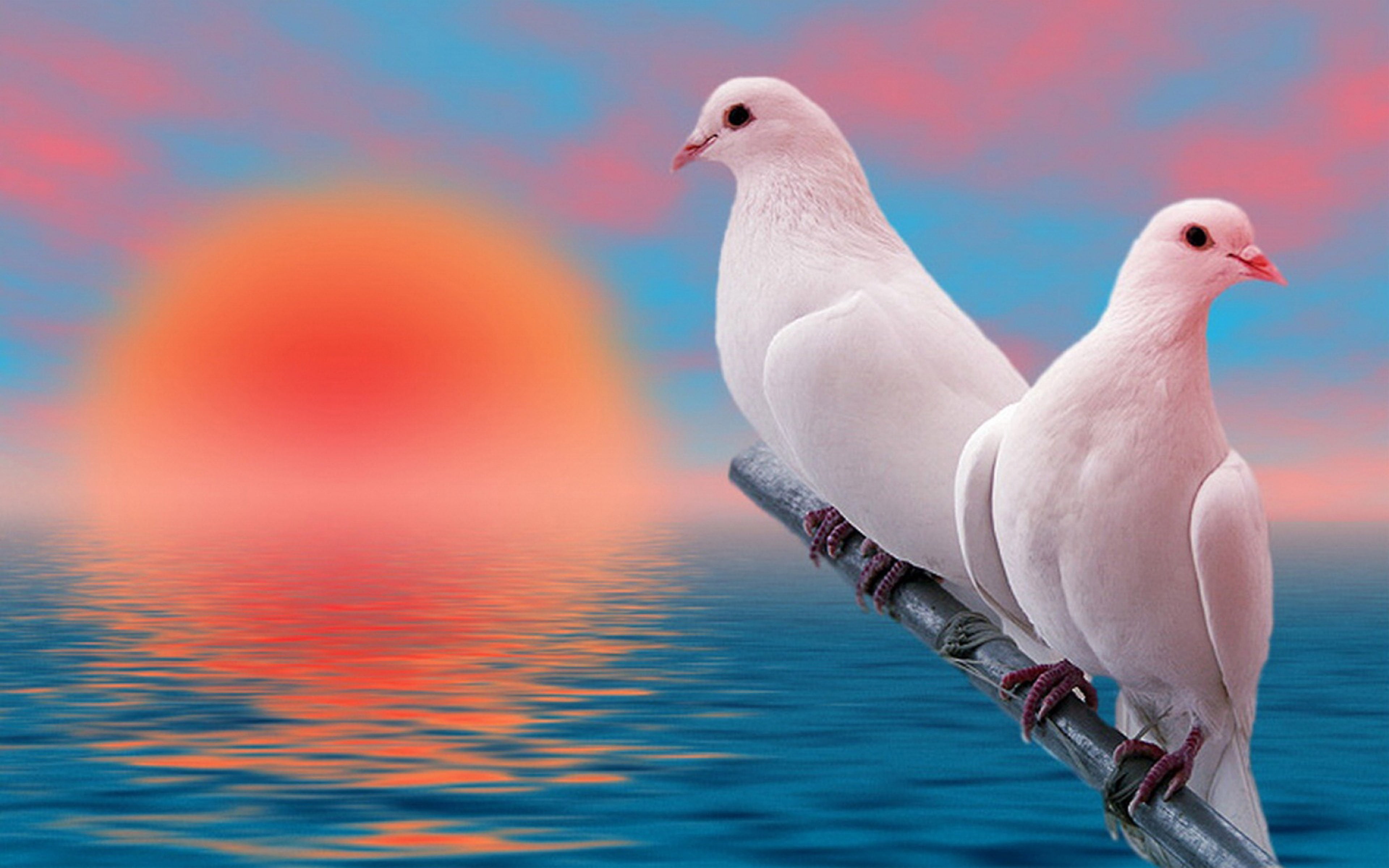 Attractive 4K Pegeon Desktop Wallpaper