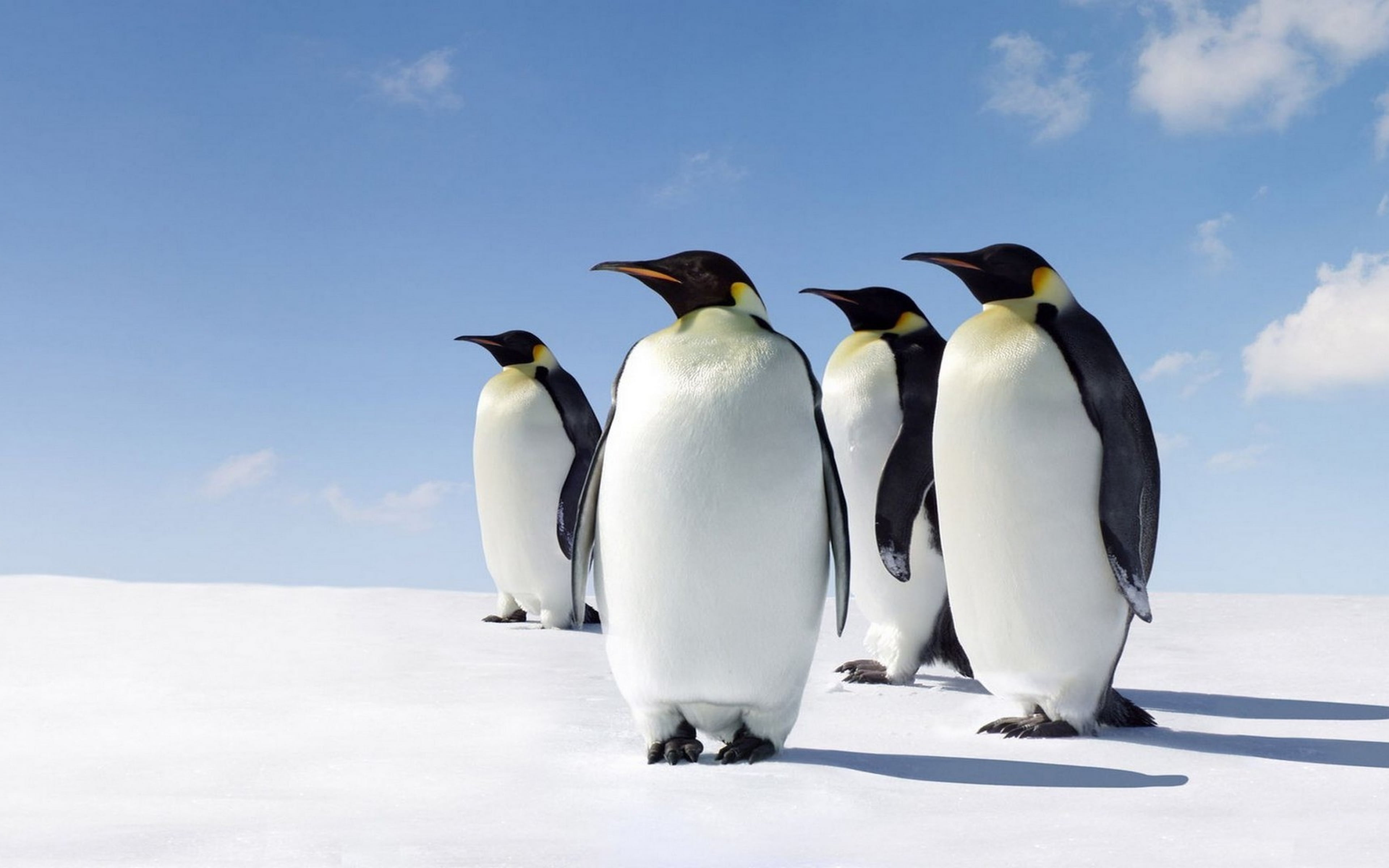 Attractive 4K Penguin Desktop Wallpaper