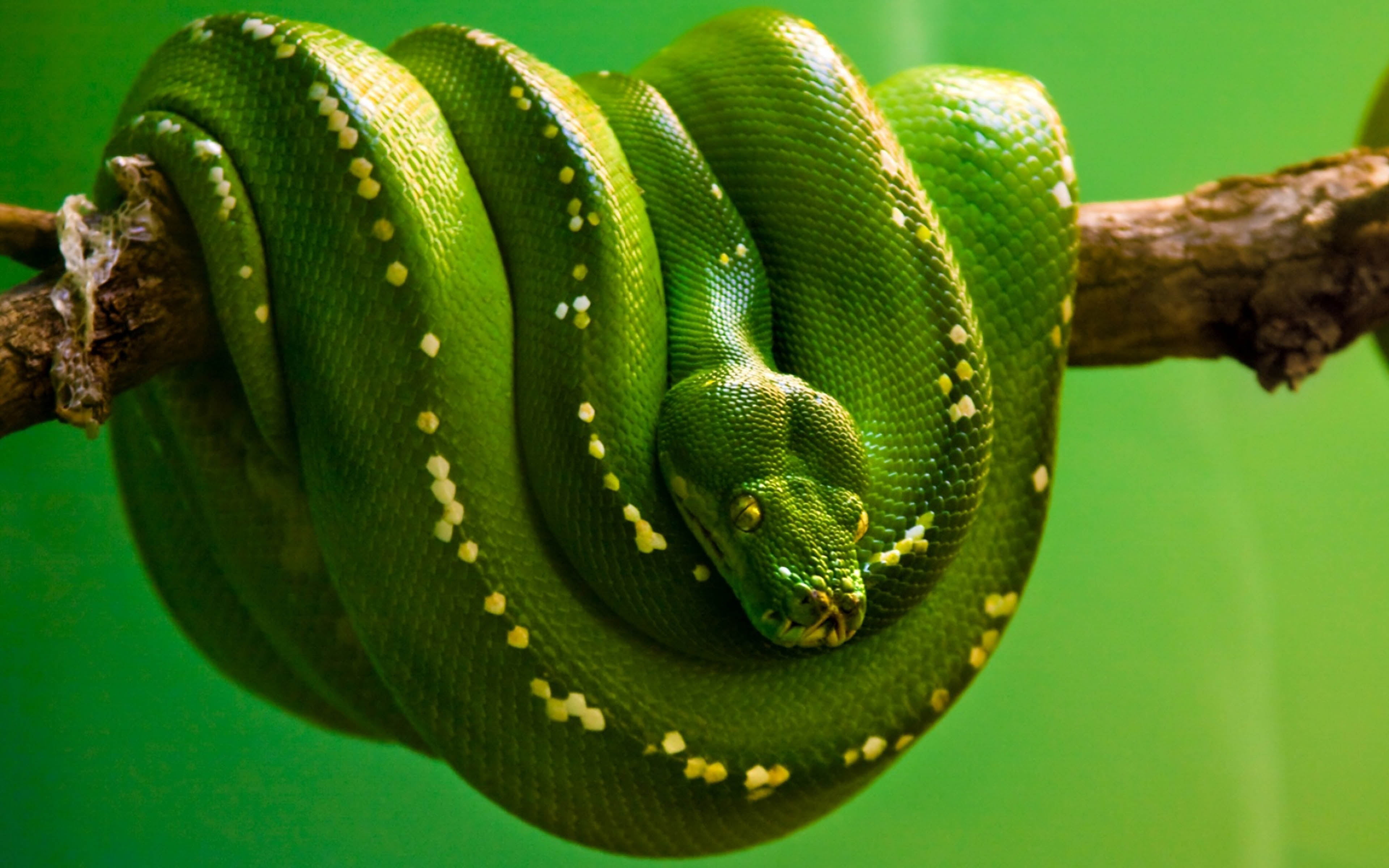 Attractive 4K Snake Desktop Wallpaper