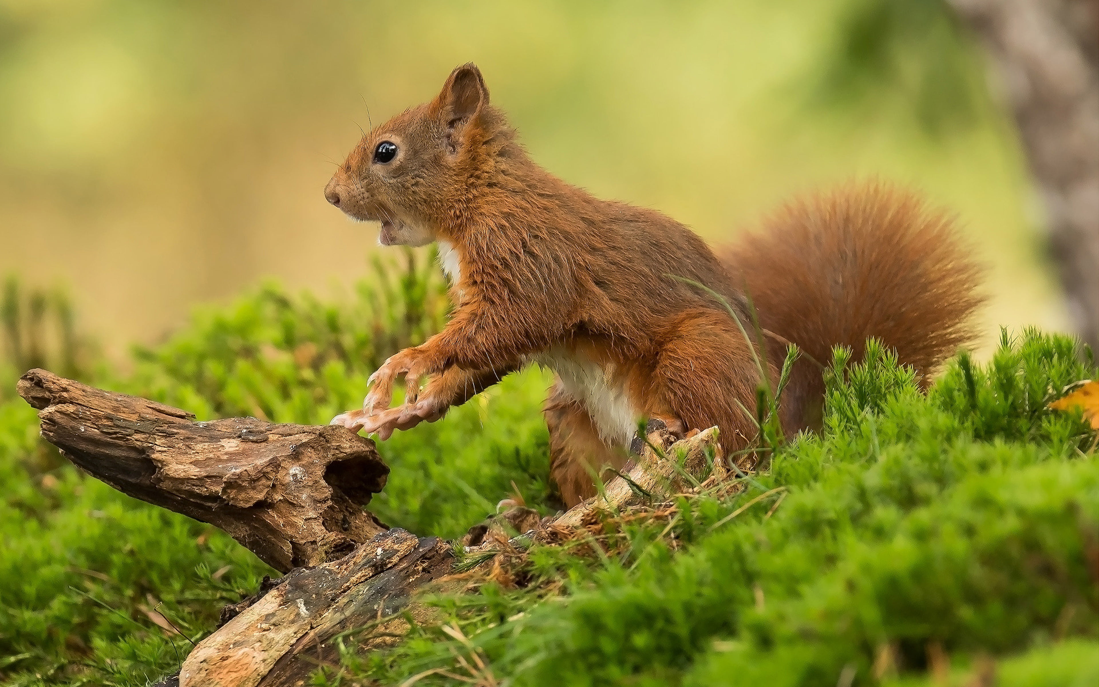 Attractive 4K Squirel Desktop Wallpaper