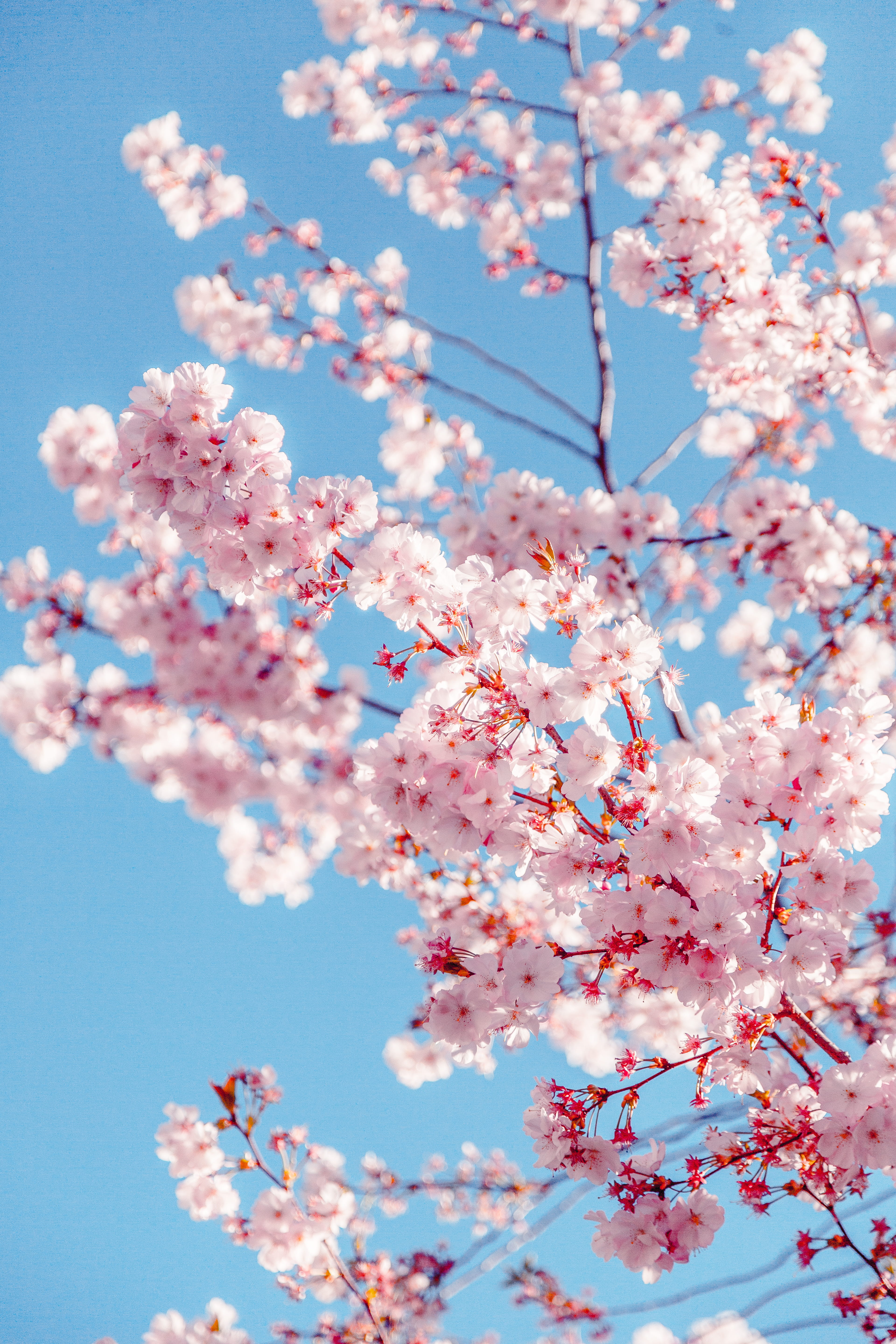 background beautiful beauty bloom