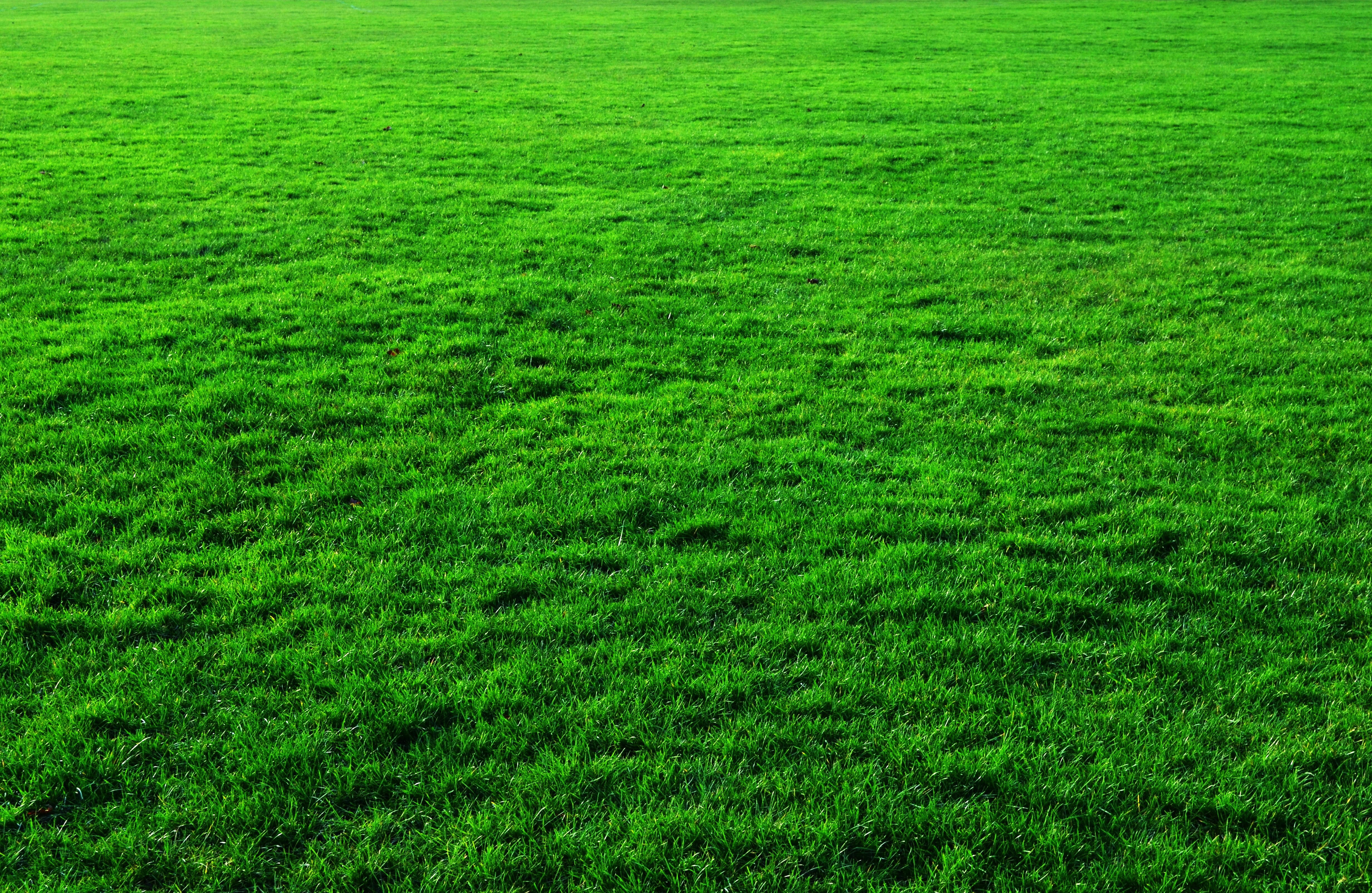 background photos grass green