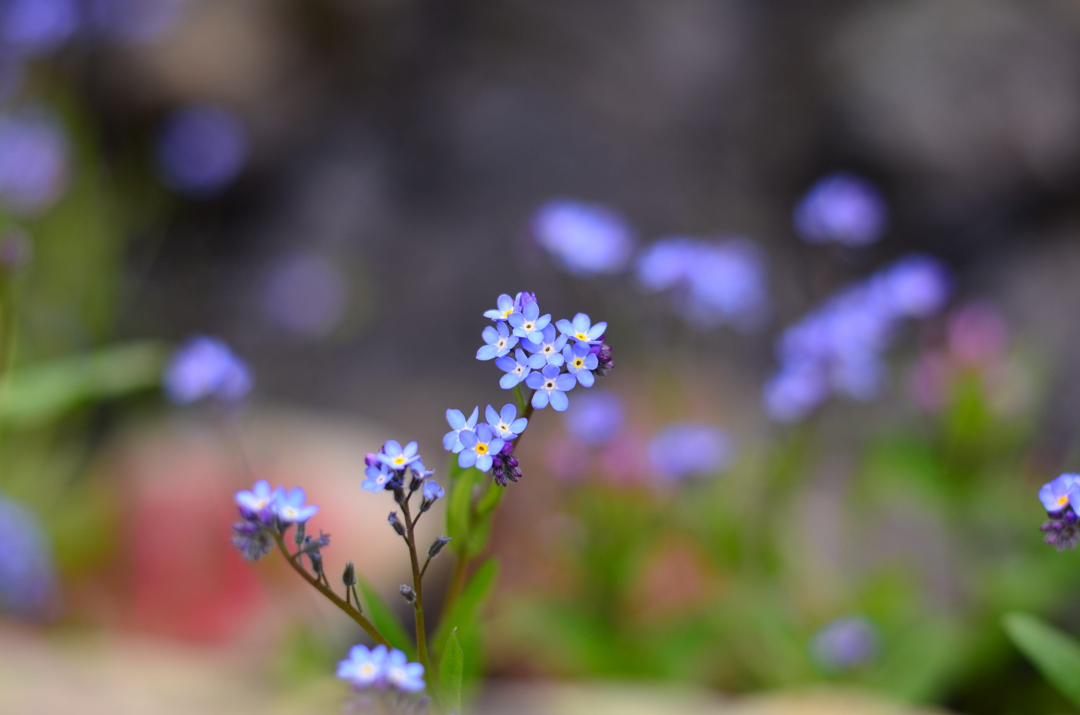 beautiful bloom blooming blossom
