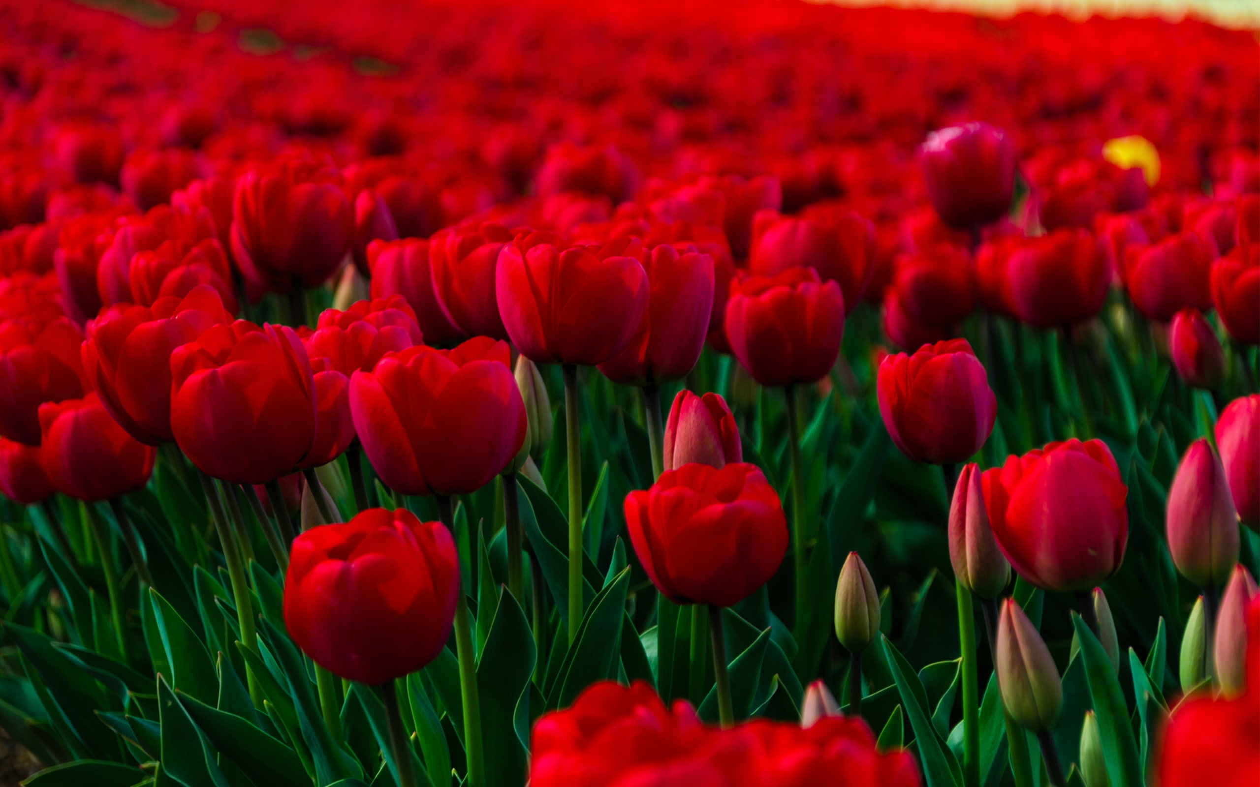 beautiful flowers wallpapers for desktop background 1680 wallpaper