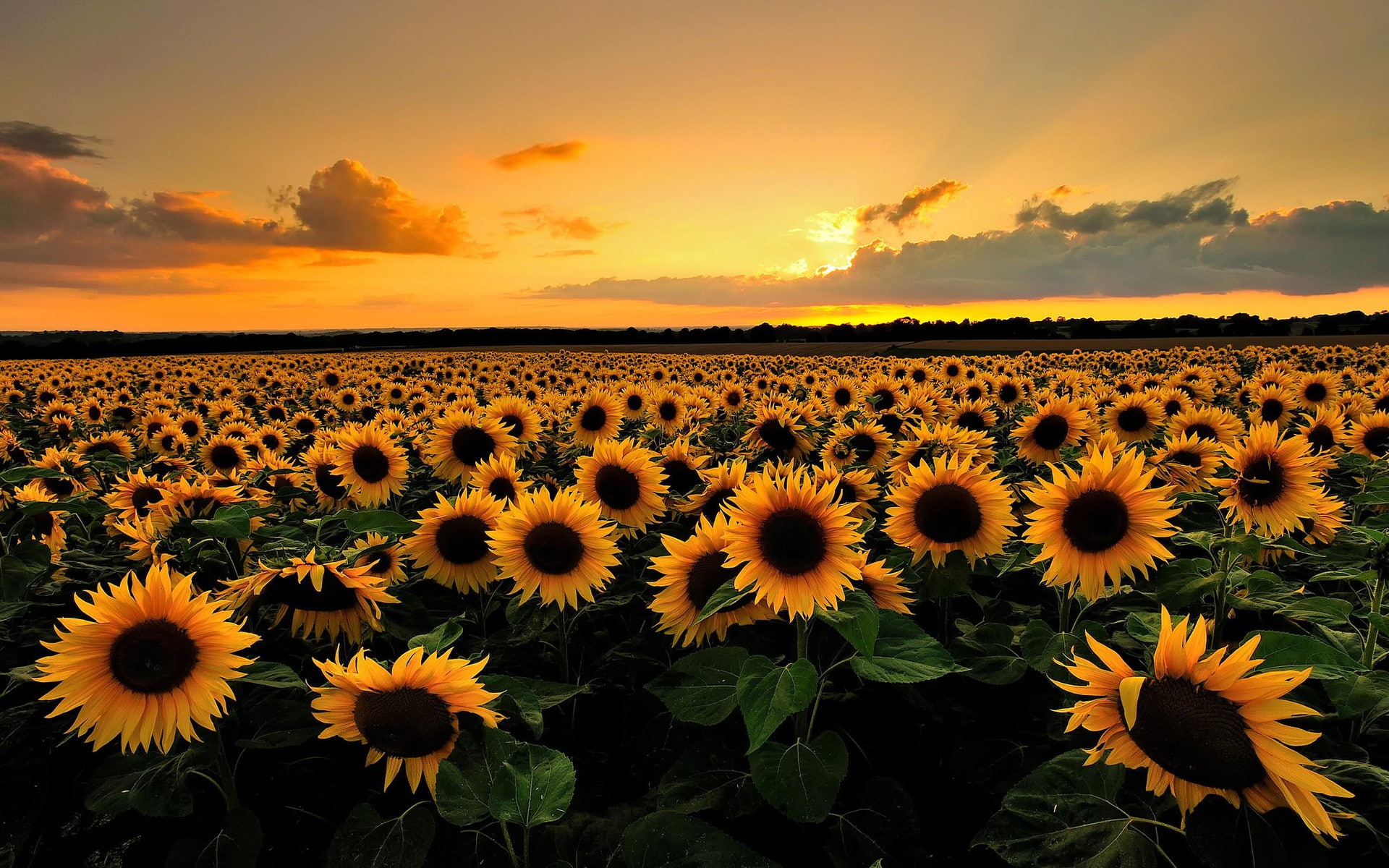 beautiful nature desktop 1920x1200 wallpaper