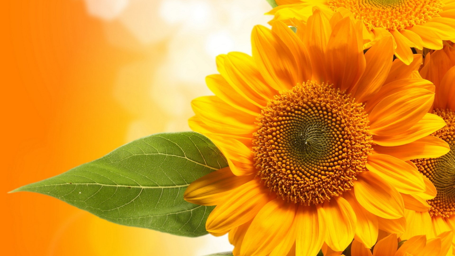 beautiful nature for desktop background 1920x1080 wallpaper