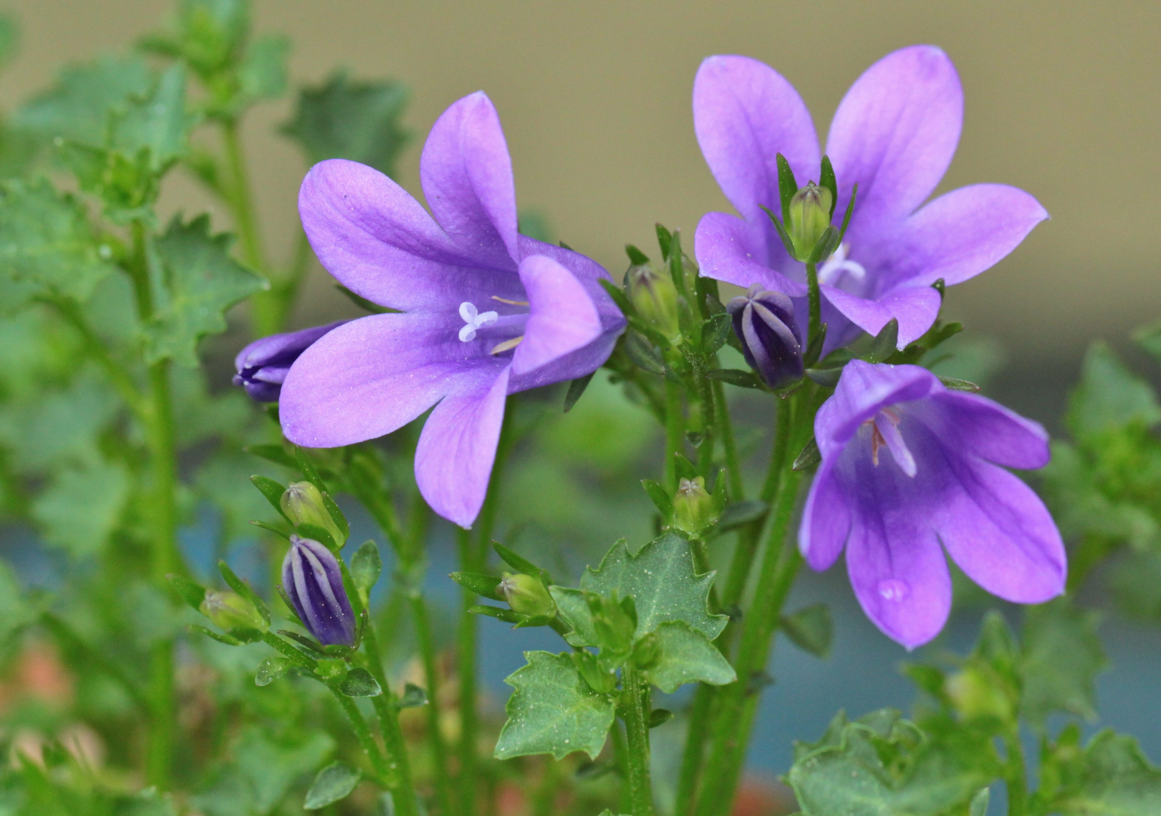 bellflower flower bell bluebells