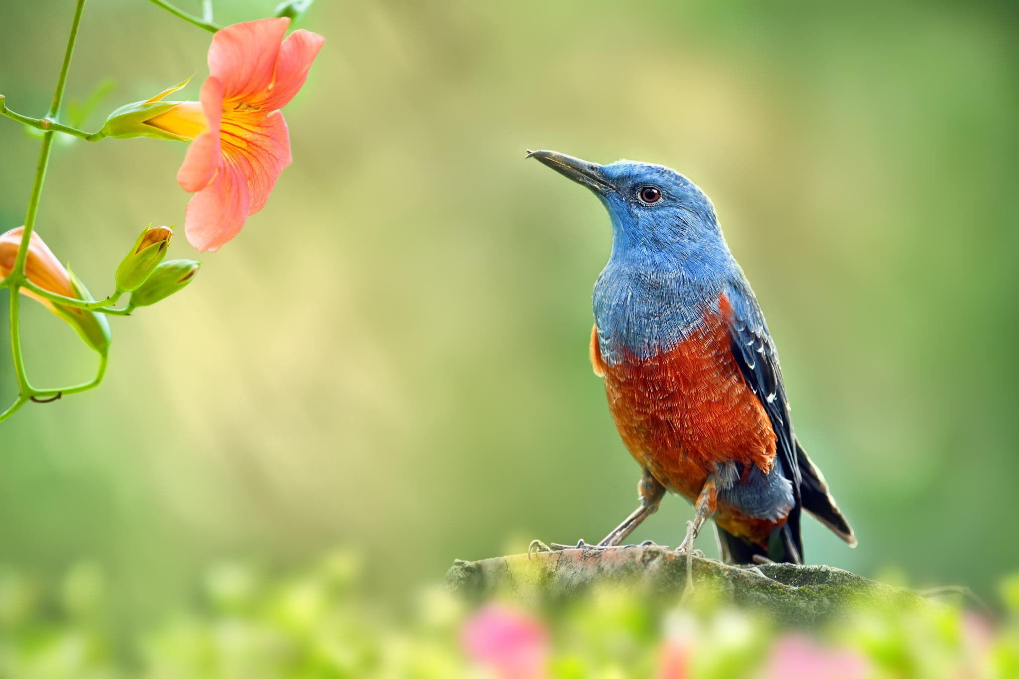 bird garden branch blue and orange bird wallpaper
