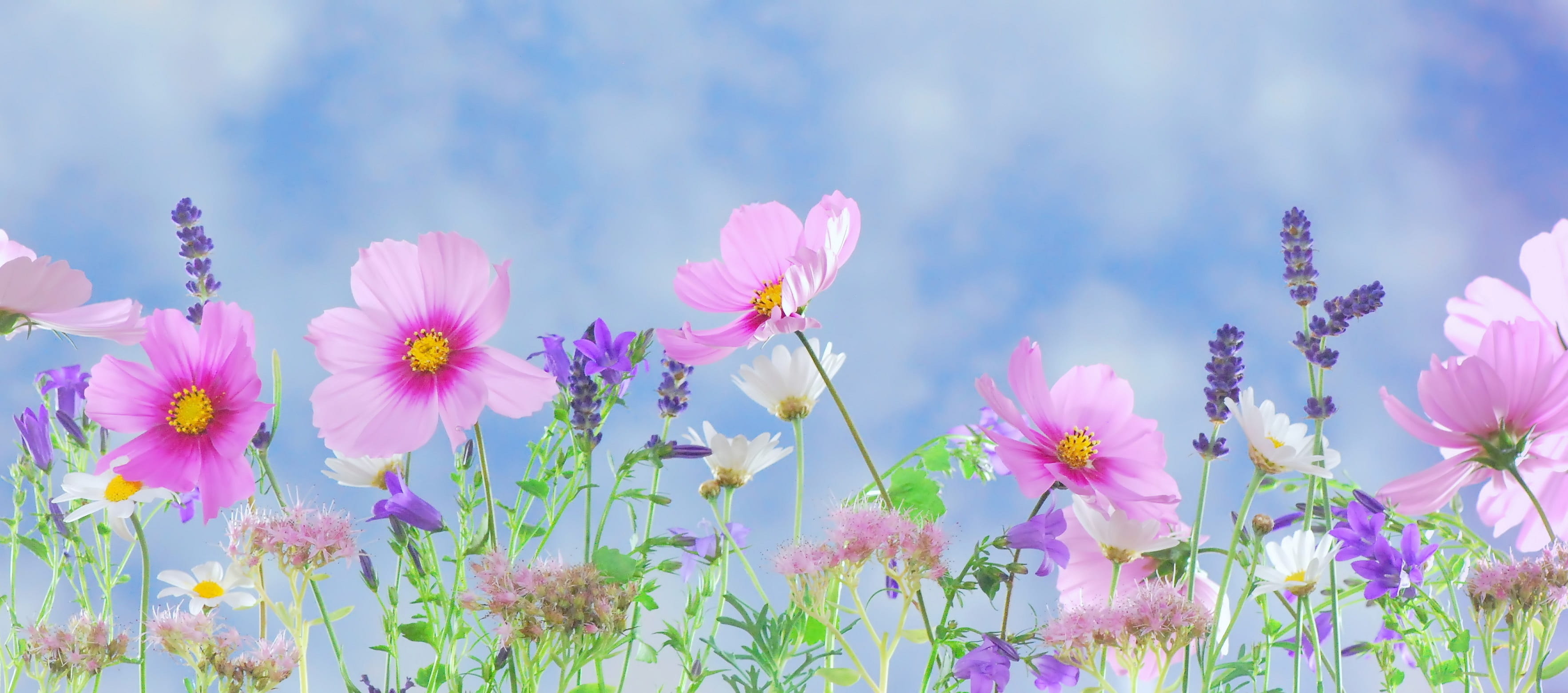 bloom blossom flora flowers