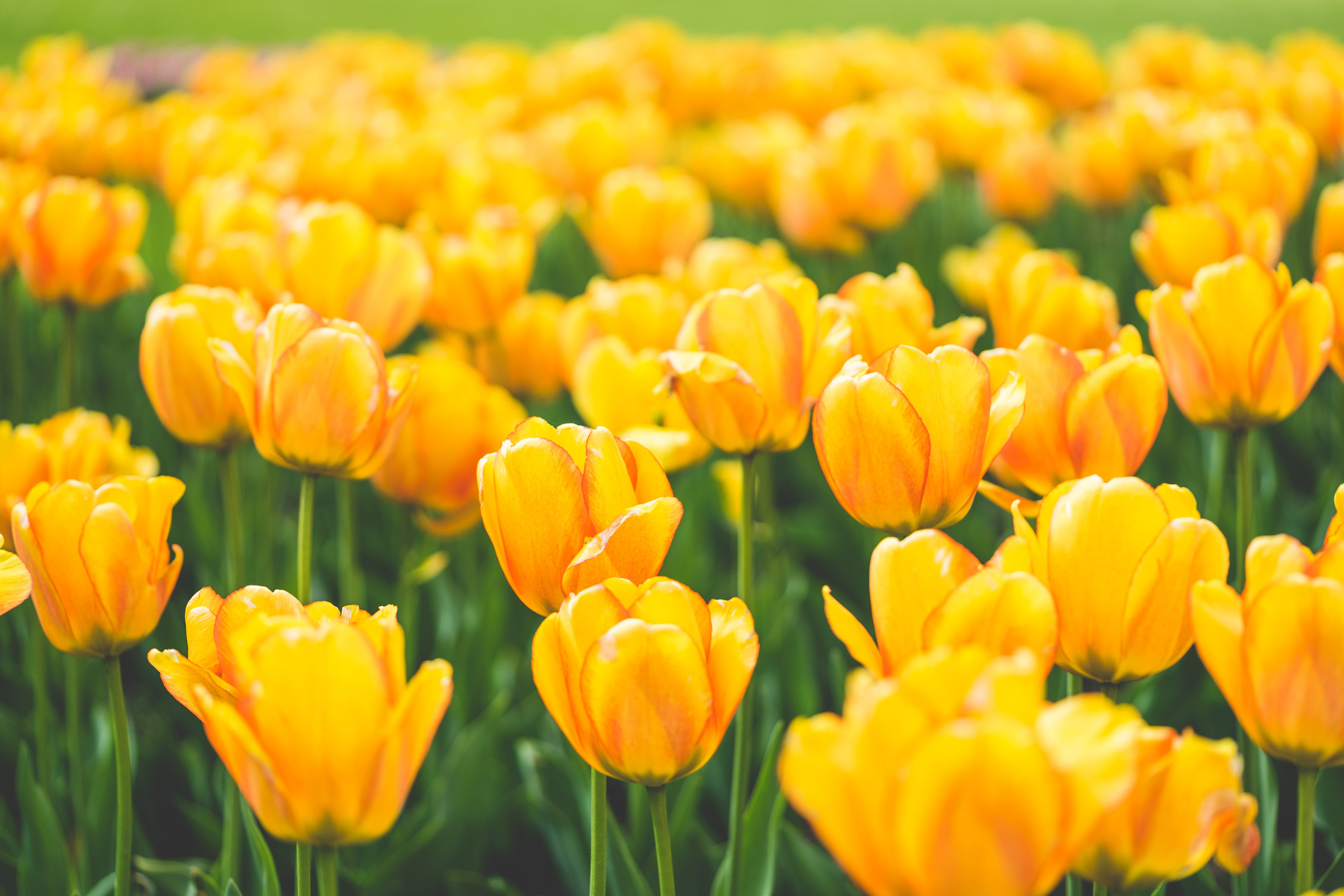 blooms colorful farm fields