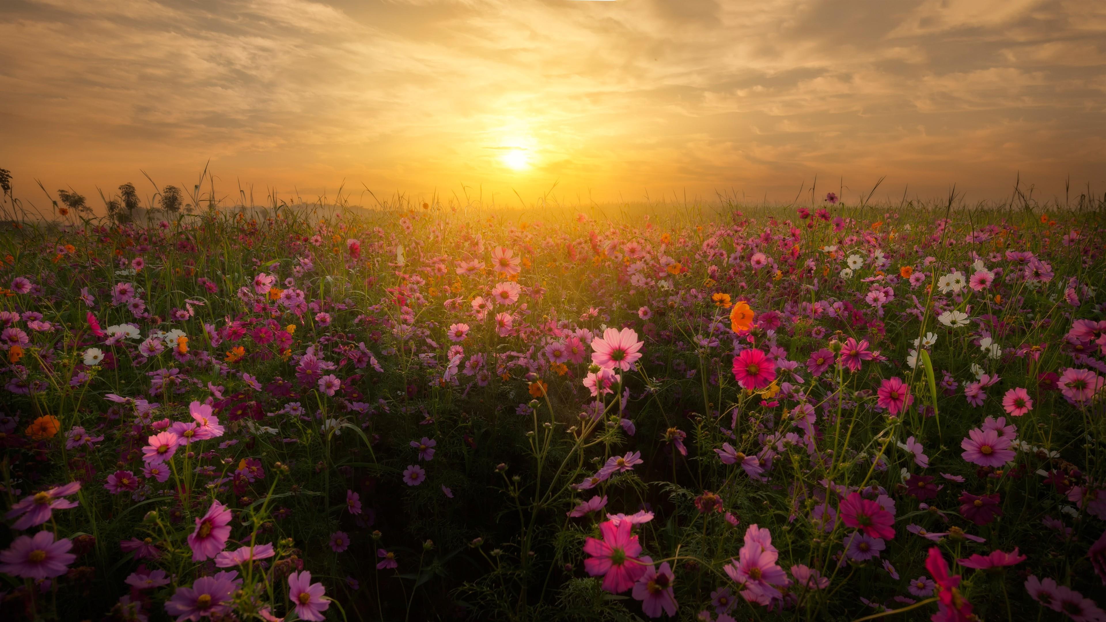 blossom bloom wild flowers flower field wallpaper