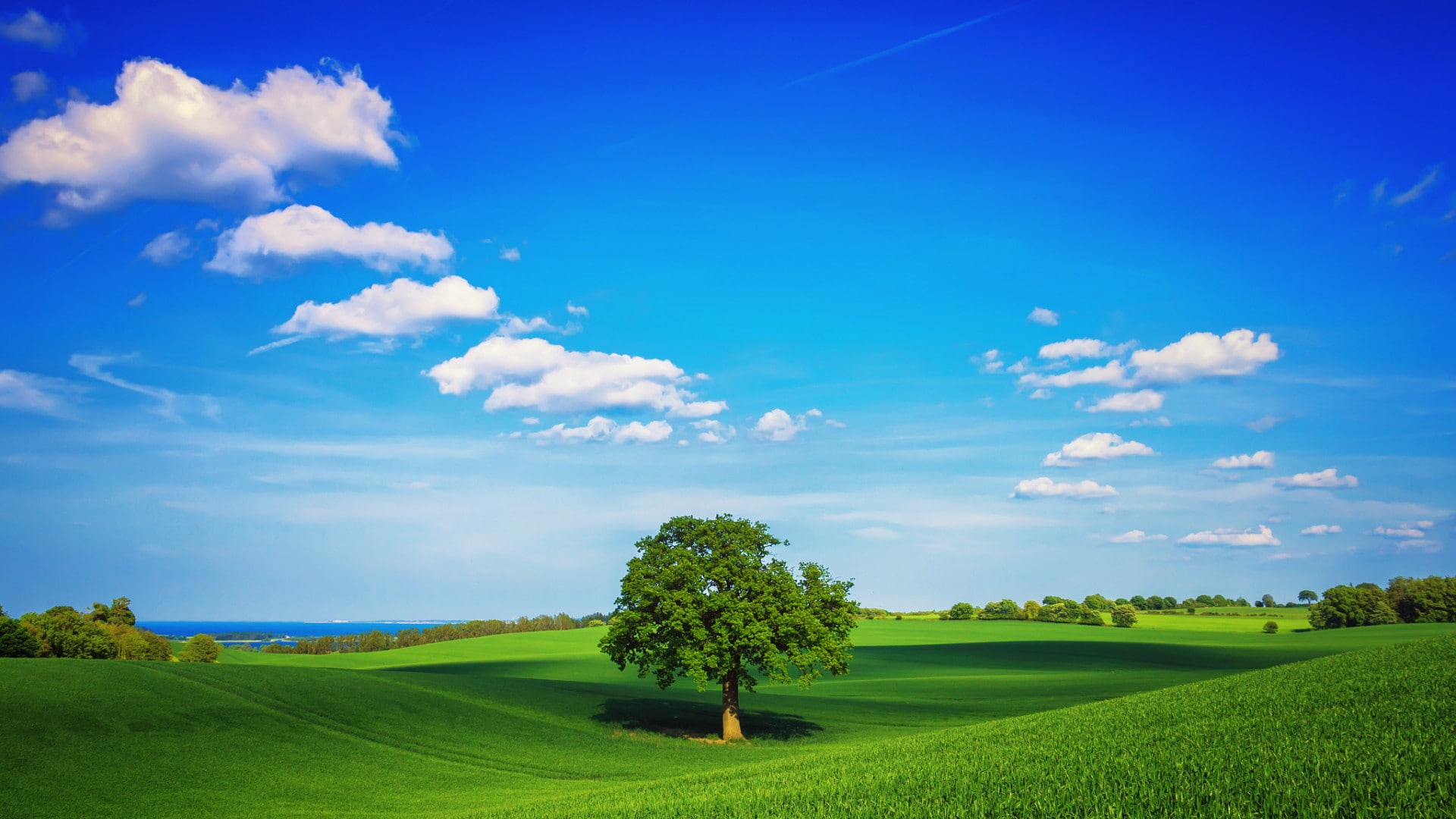 blue sky white clouds green grass trees desktop landscape nature wallpaper wallpaper