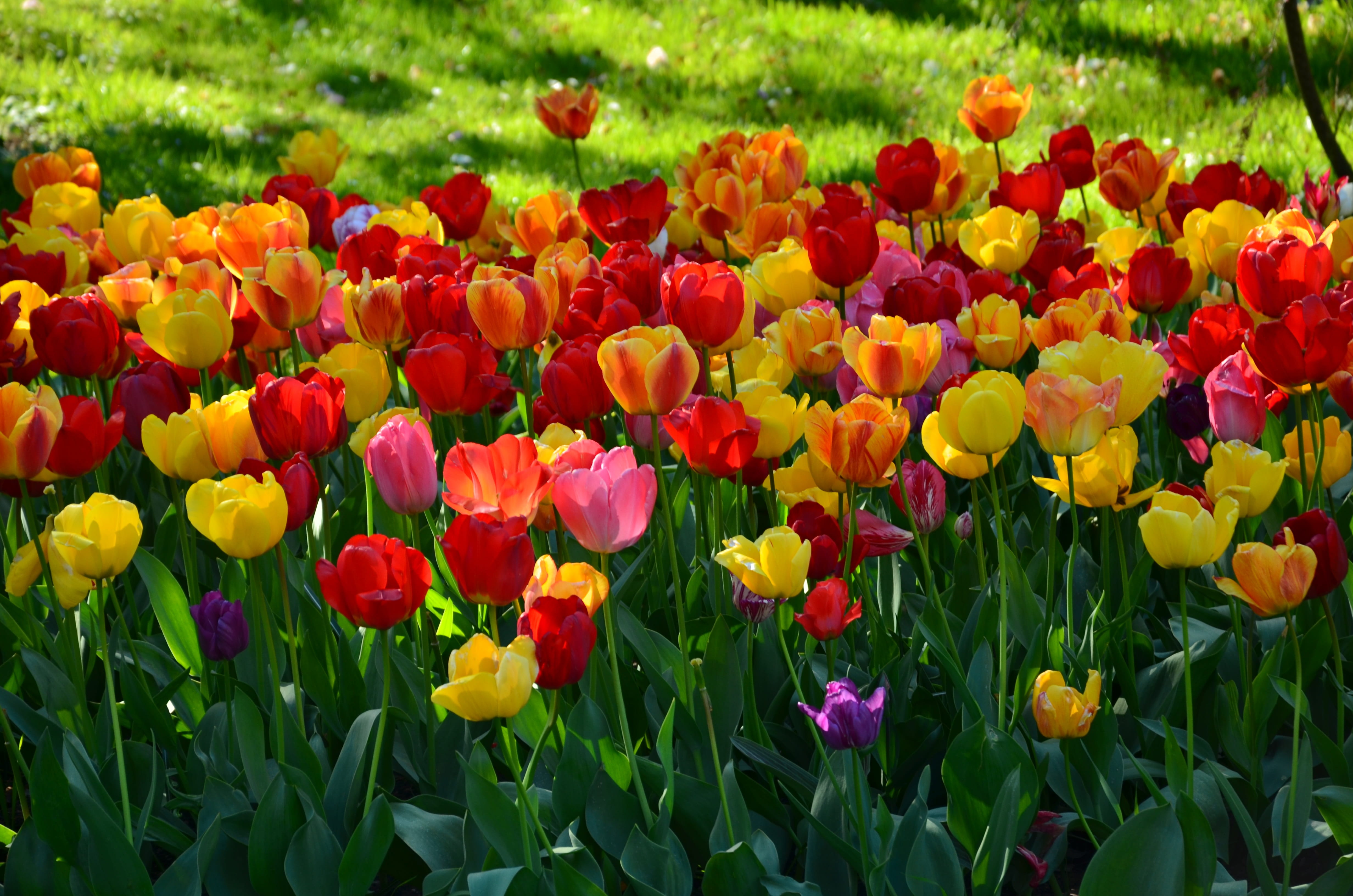 botanic garden garden flowers nature