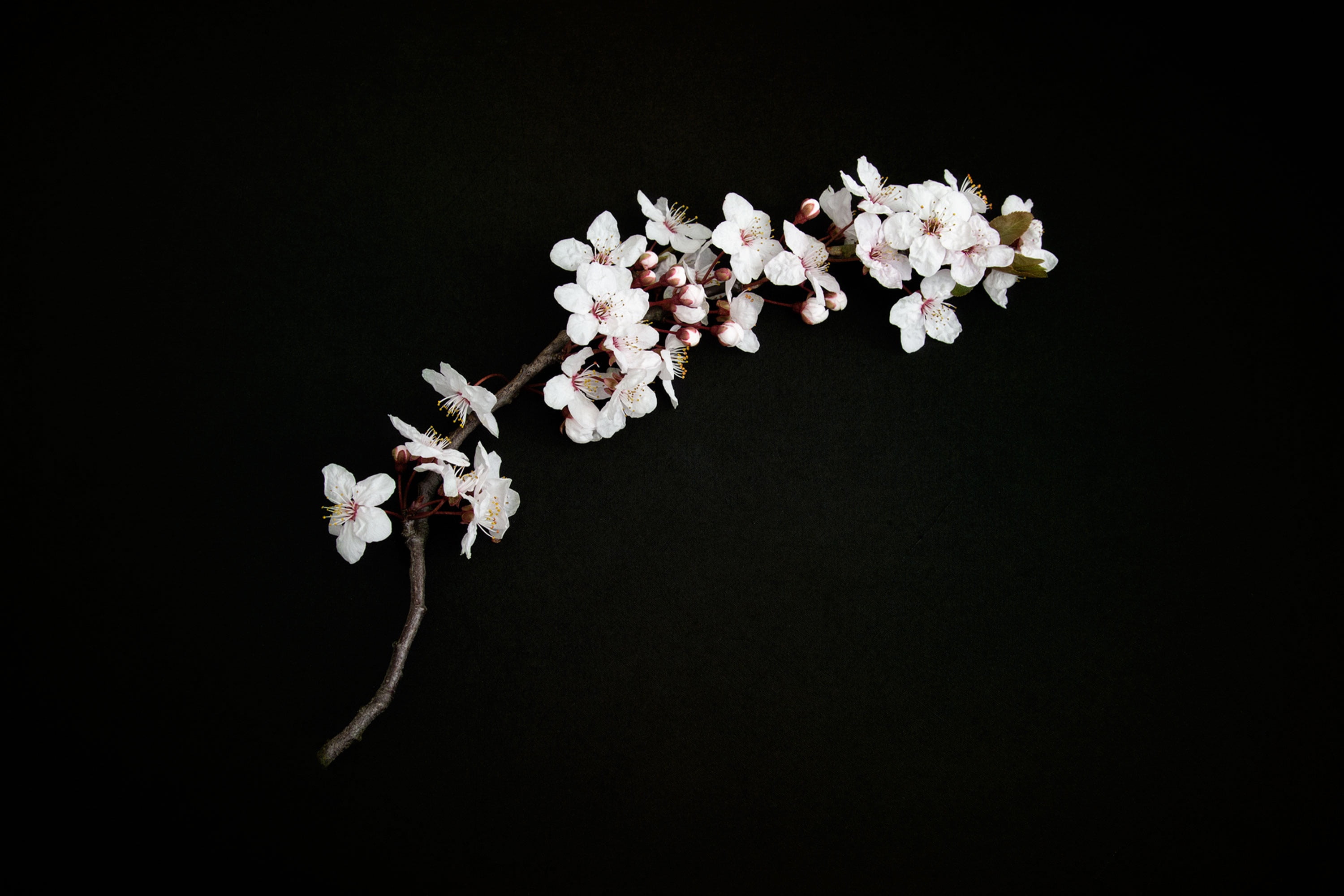 cherry blossom cherry twig cherry petals nature