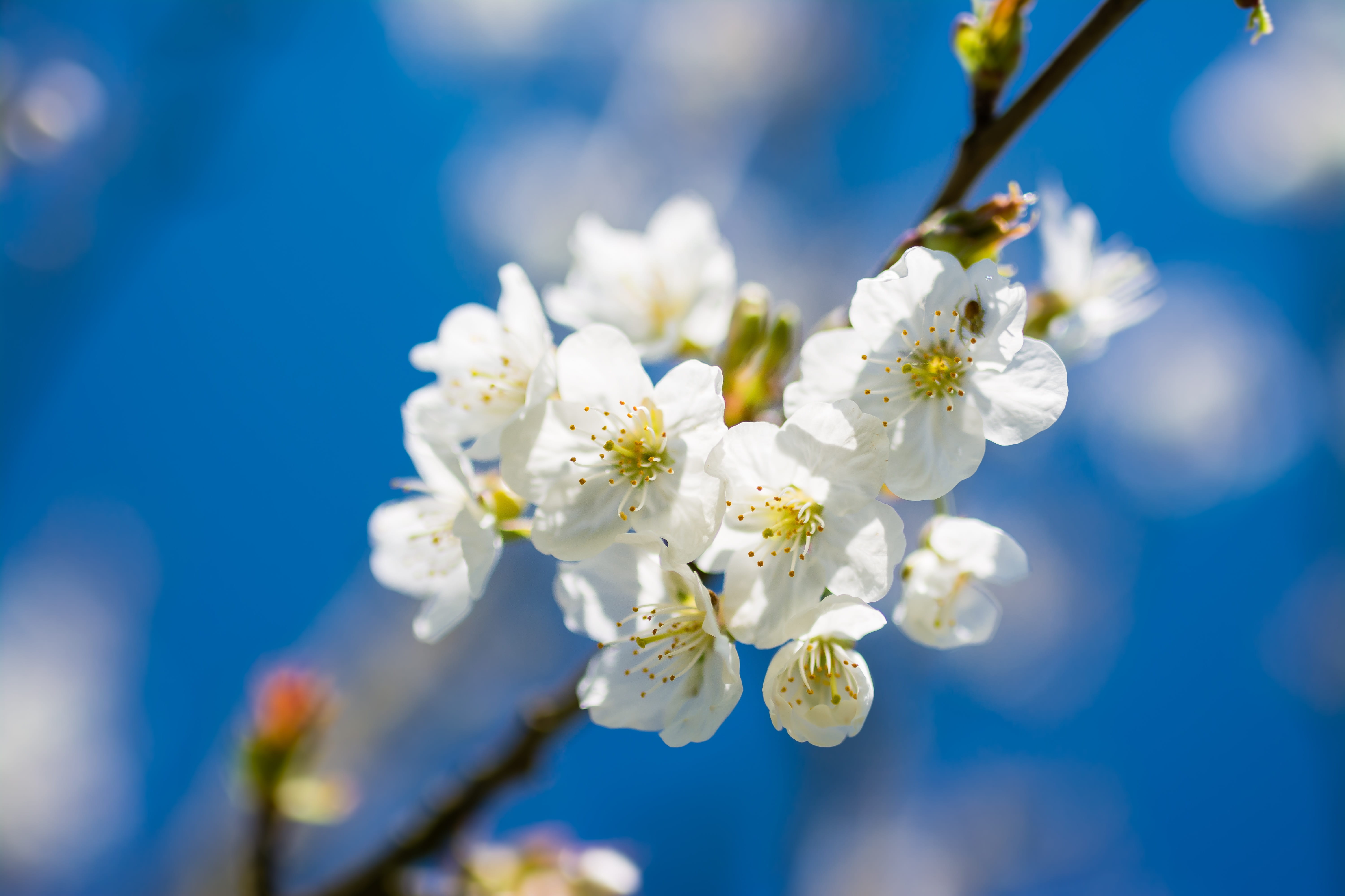 cherry spring flower beautiful