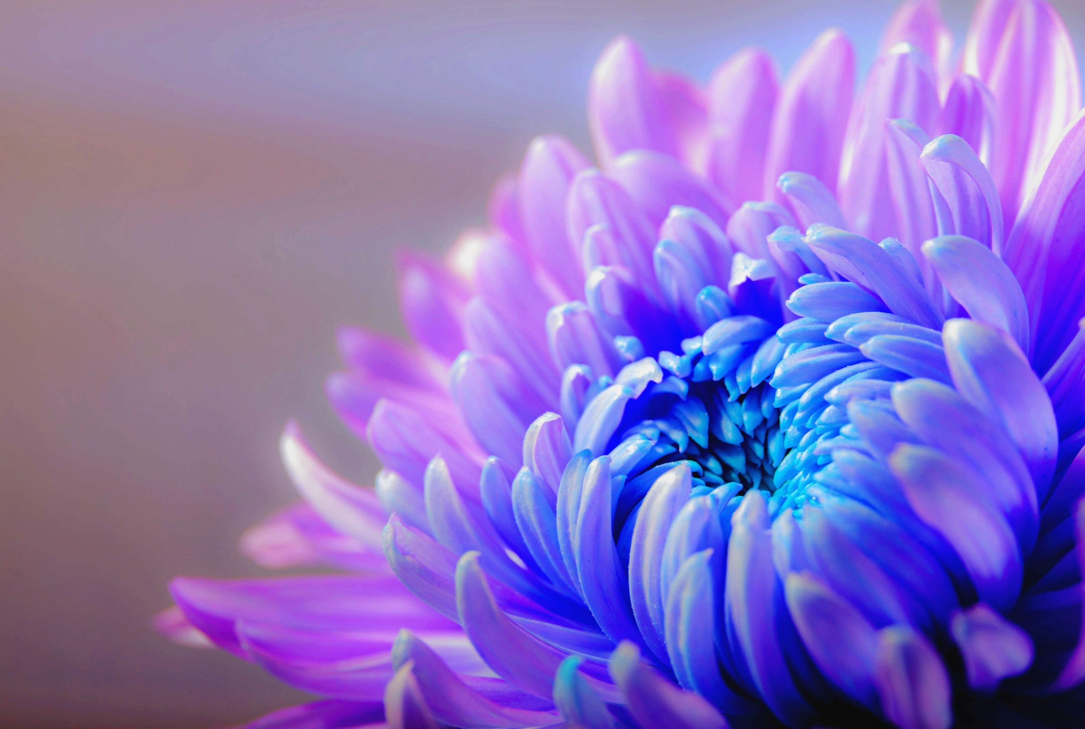 chrysanthemum blossom bloom flower