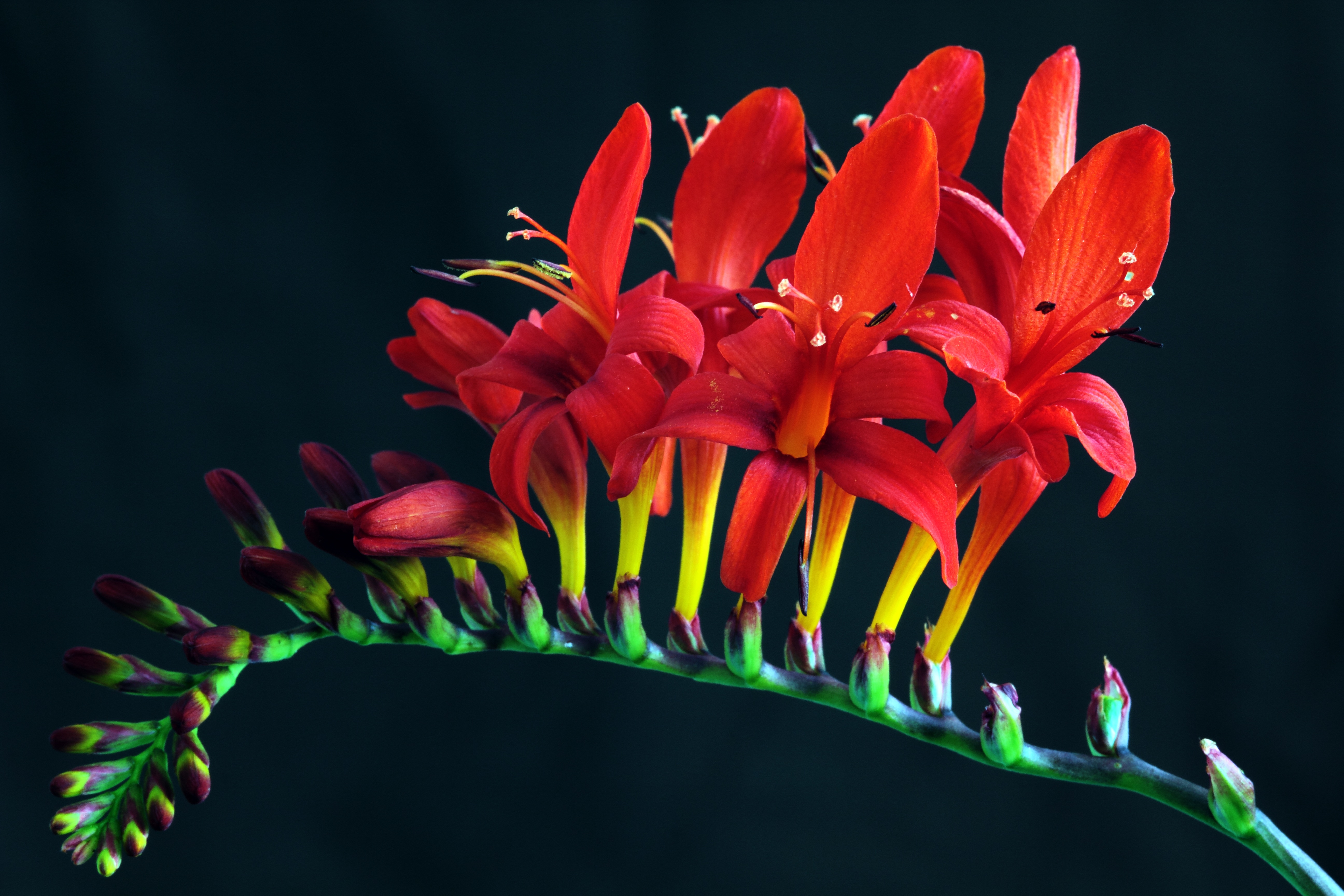 crocosmia lucifer crocosmia masoniorum montbretia 6a8f2b6edab81c346104fe1d7d9cf111