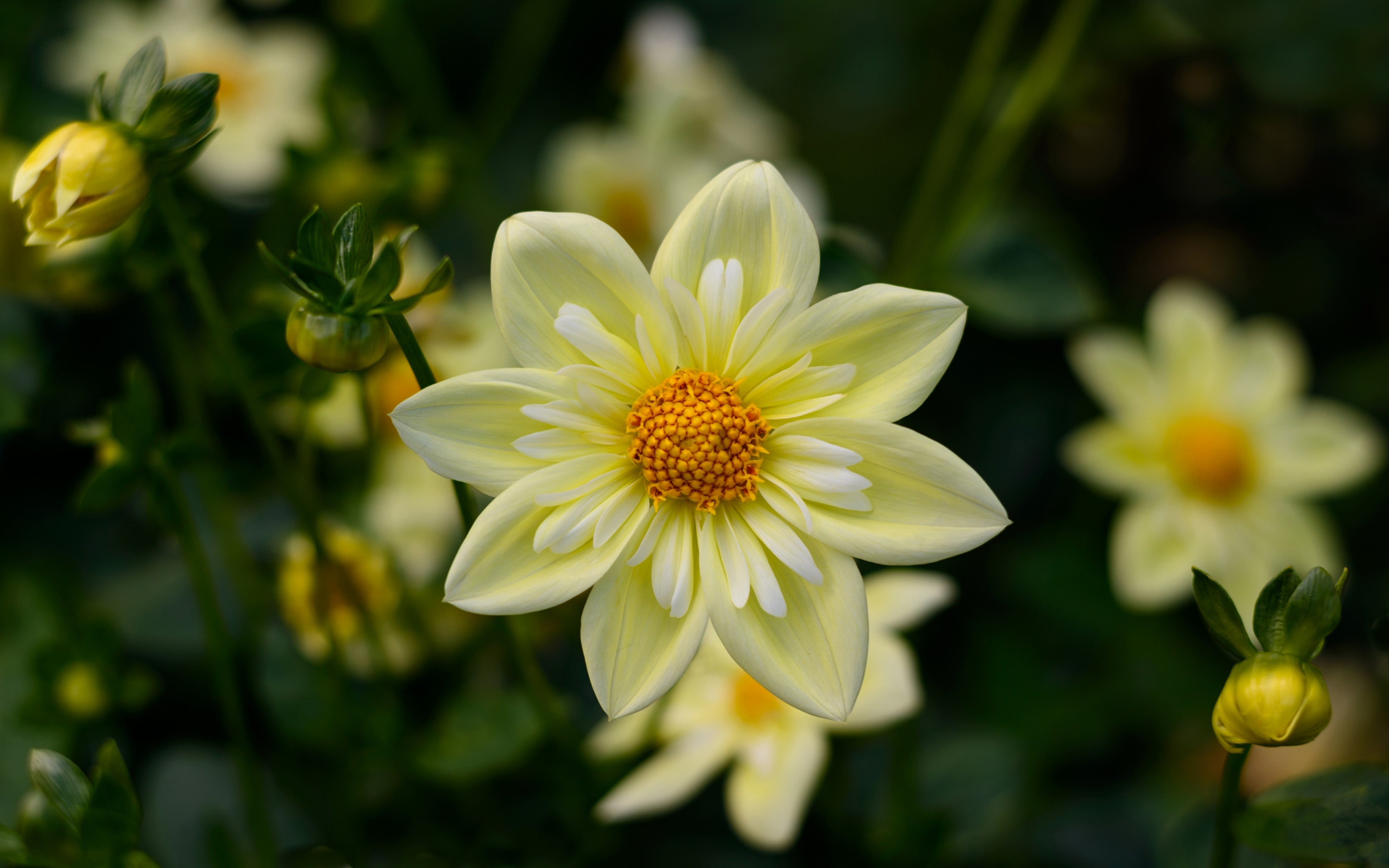 dahlia yellow flowers high quality flower wallpaper for desktop computers hd wallpapers for 4k ultra hd tv 3840×2400 wallpaper f0304549bf764e03a88f77261b062468