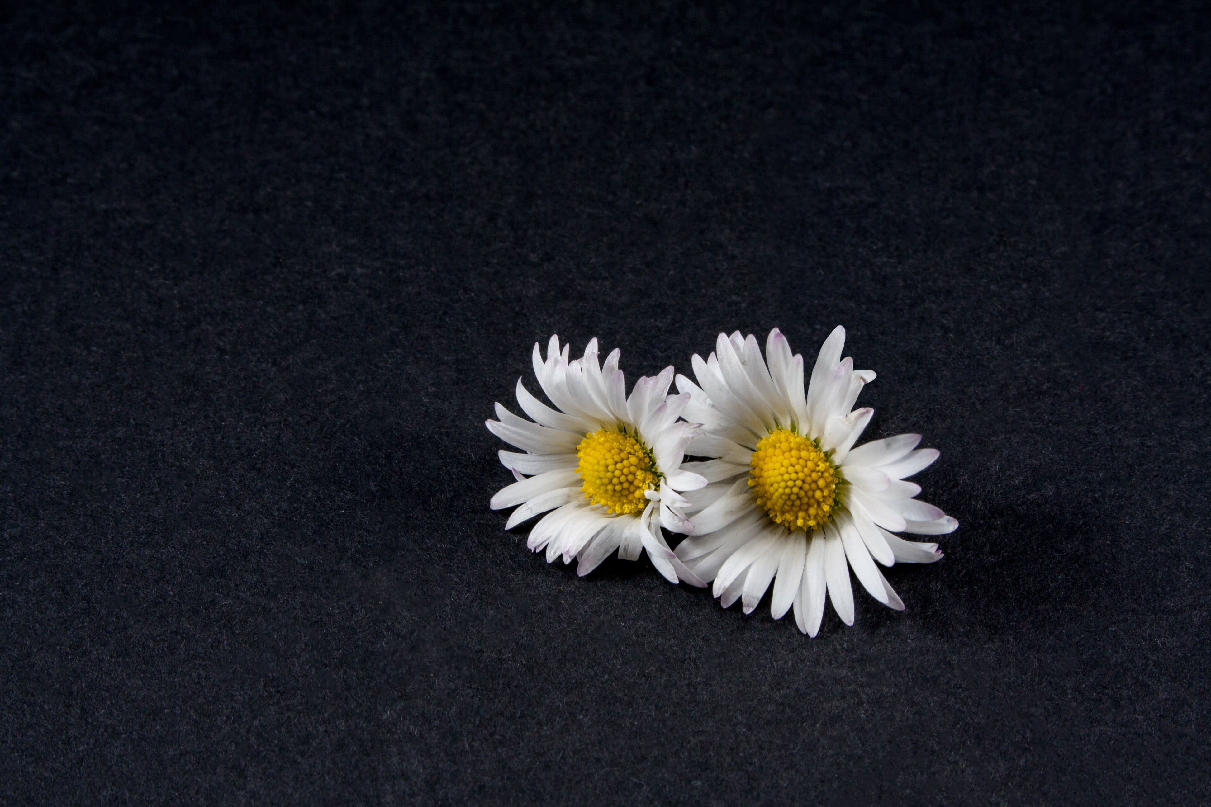 daisy flower close still life 926a9a6d372e40d9f0dbe7daa7844eda