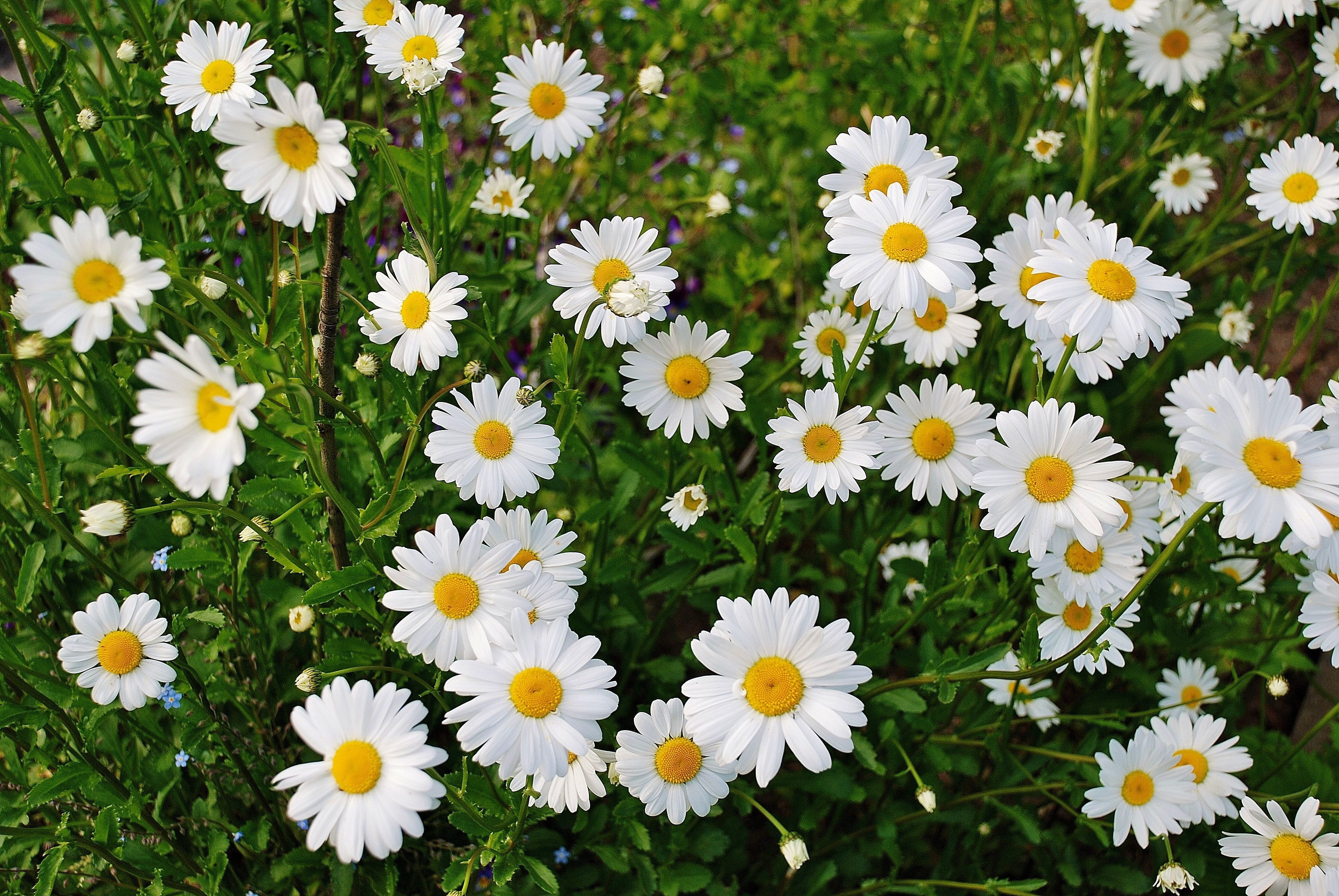 daisy flower spring marguerite 09ea8b54bc15160b00ad48189adc8dac