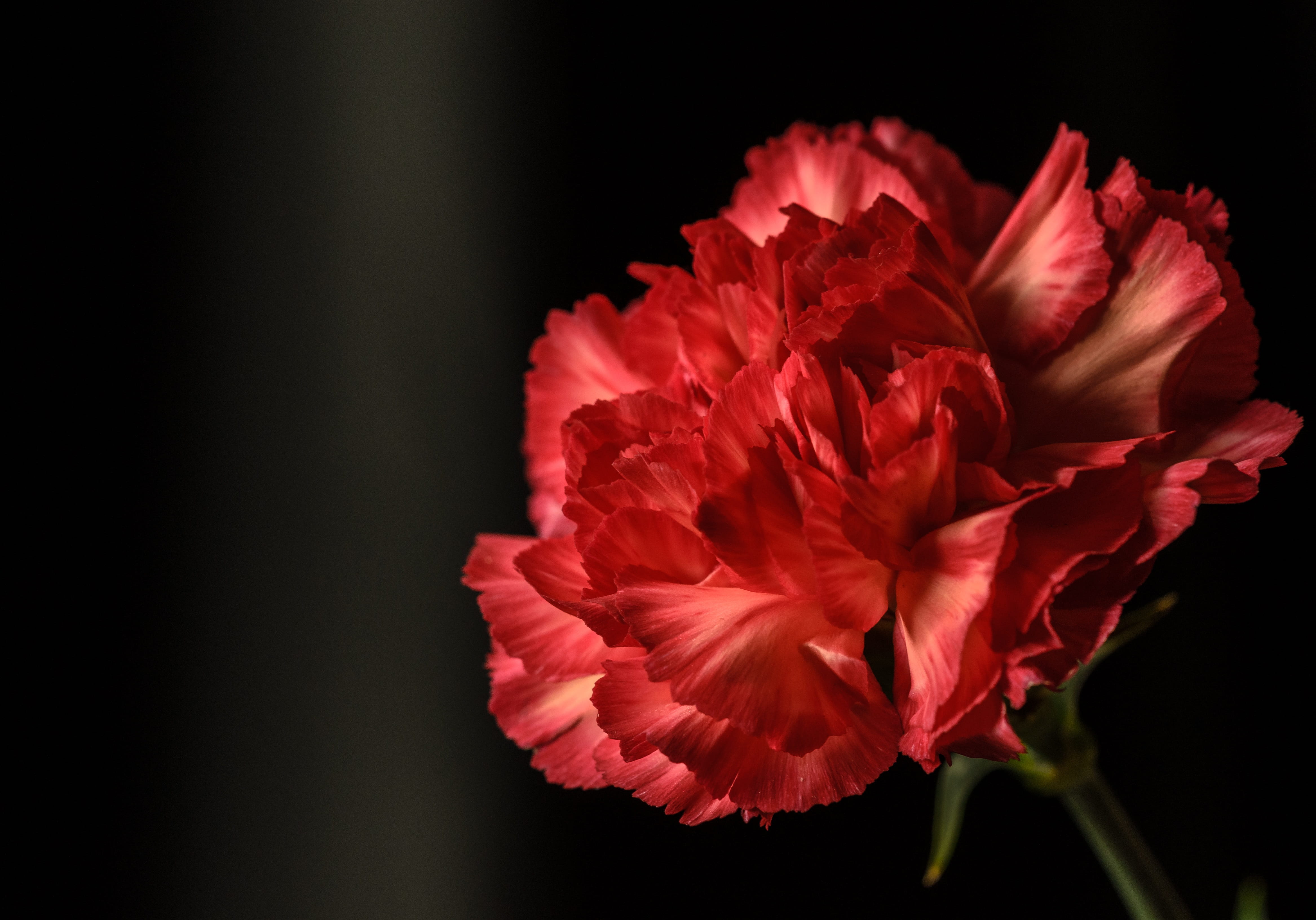 dianthus red flower plant 1fd336399dd292e58ff7ede7c22dbcf8