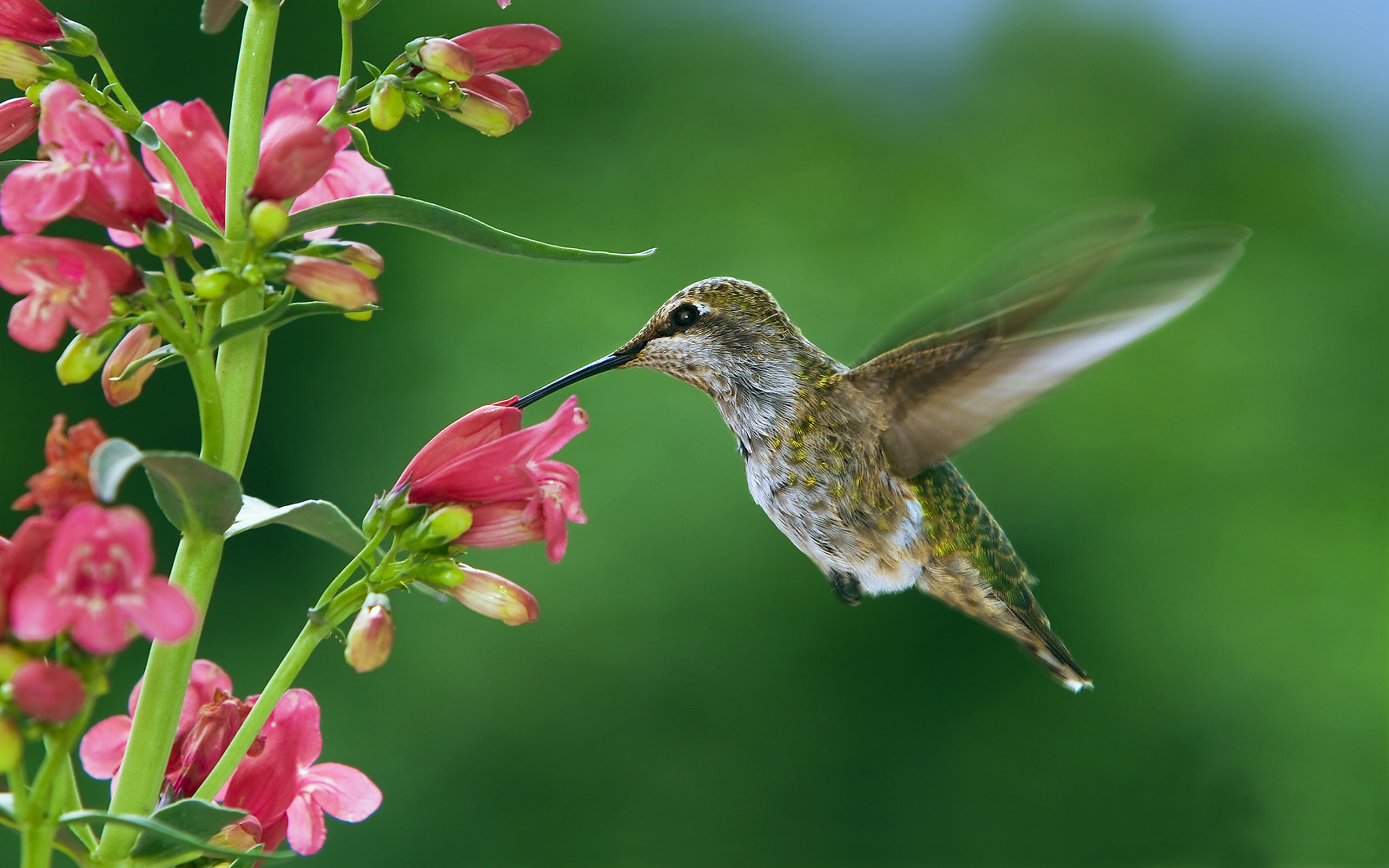 favorite pink flowers of female feeders 4k ultra hd wallpaper for desktop laptop tablet mobile phones and tv 3840×2400 wallpaper a0003599bfa60e73b89fc766cbc60458