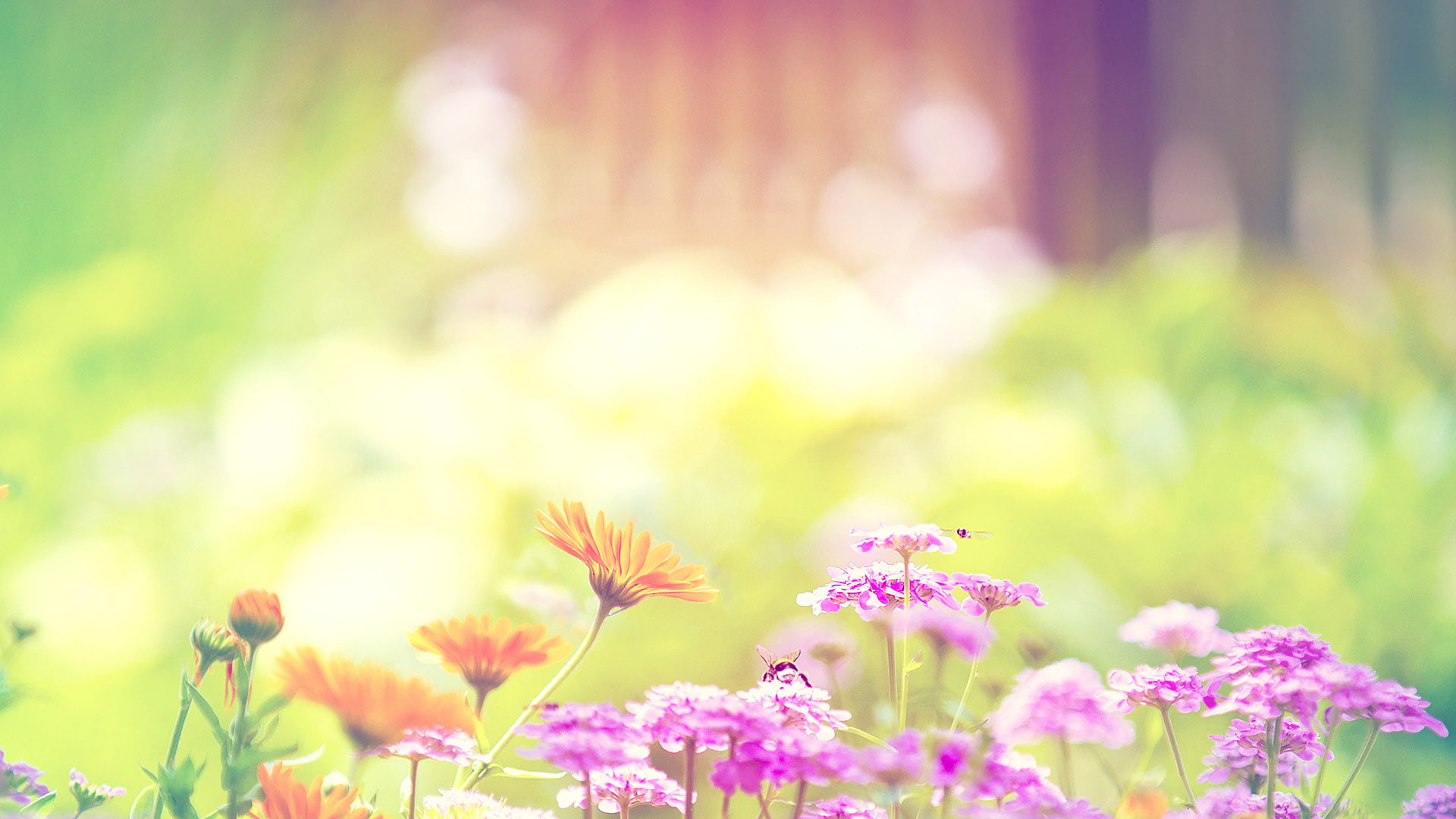 flower april spring pink wallpaper 7920a8ed51da2dabd6b7086fe051c6dd