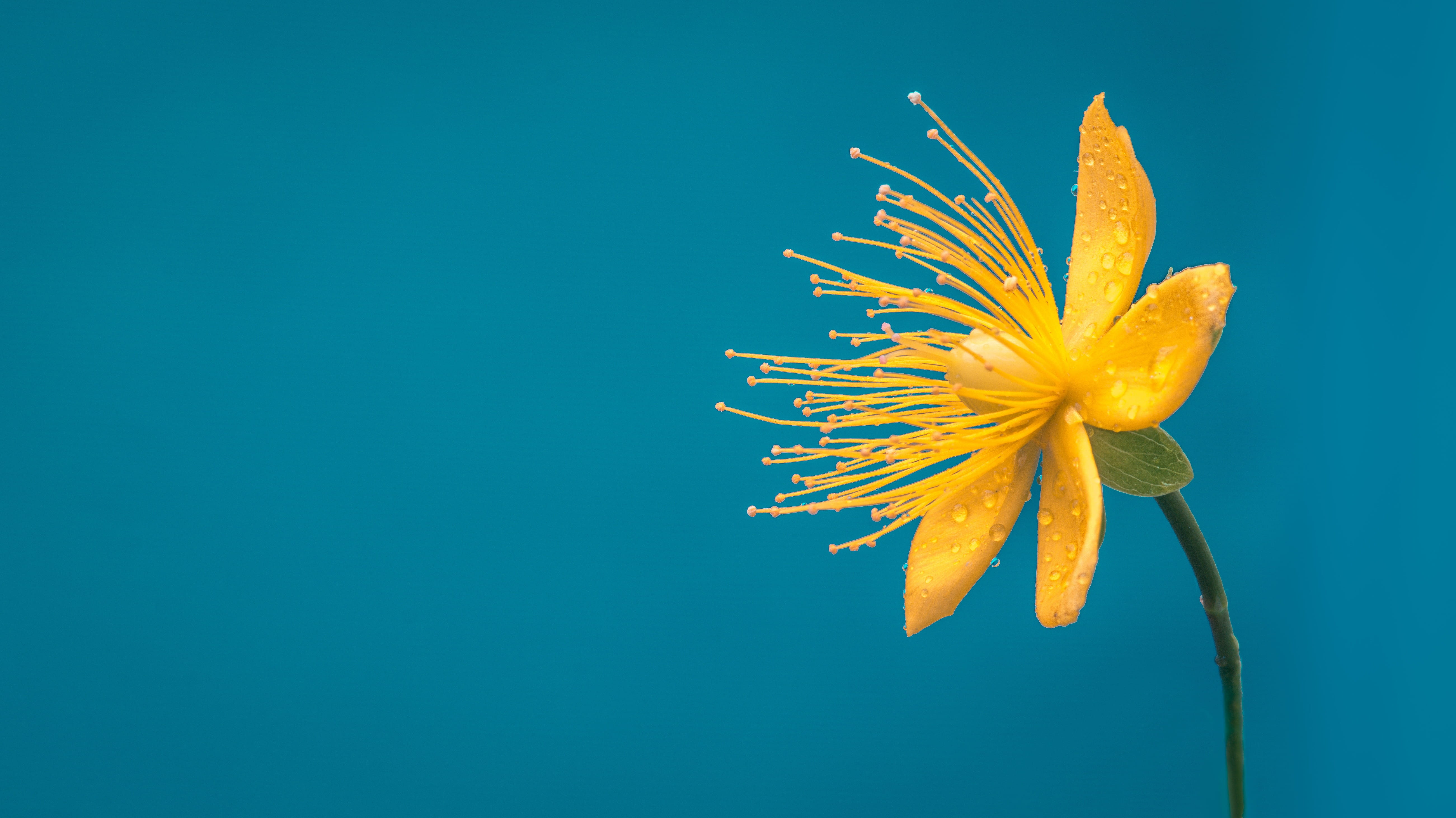 flower blue yellow flower macro desktop background bloom bd8d856c9ae976bdaae3e40e9d3c4838