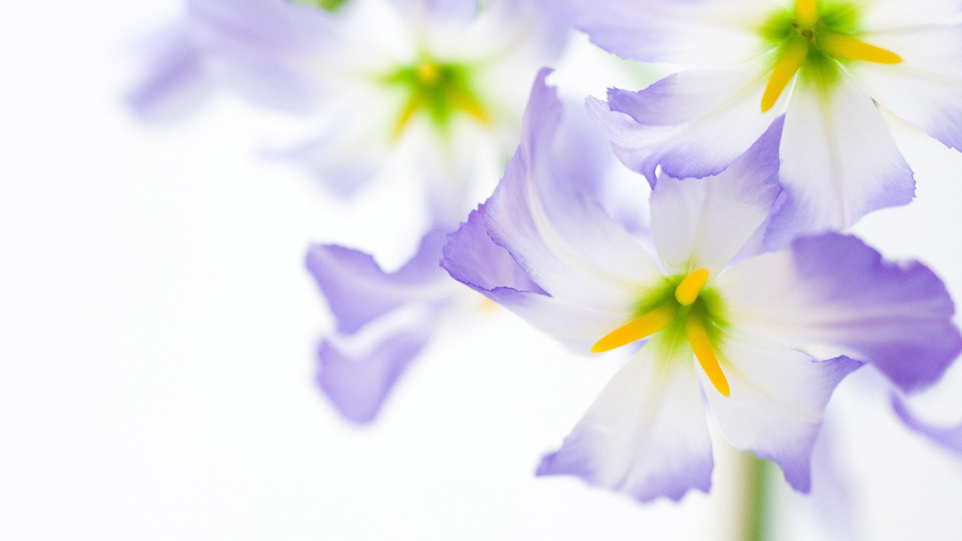 flower bouquet floral petal wallpaper 29e0d81d519a8deb1627b89f8071062d