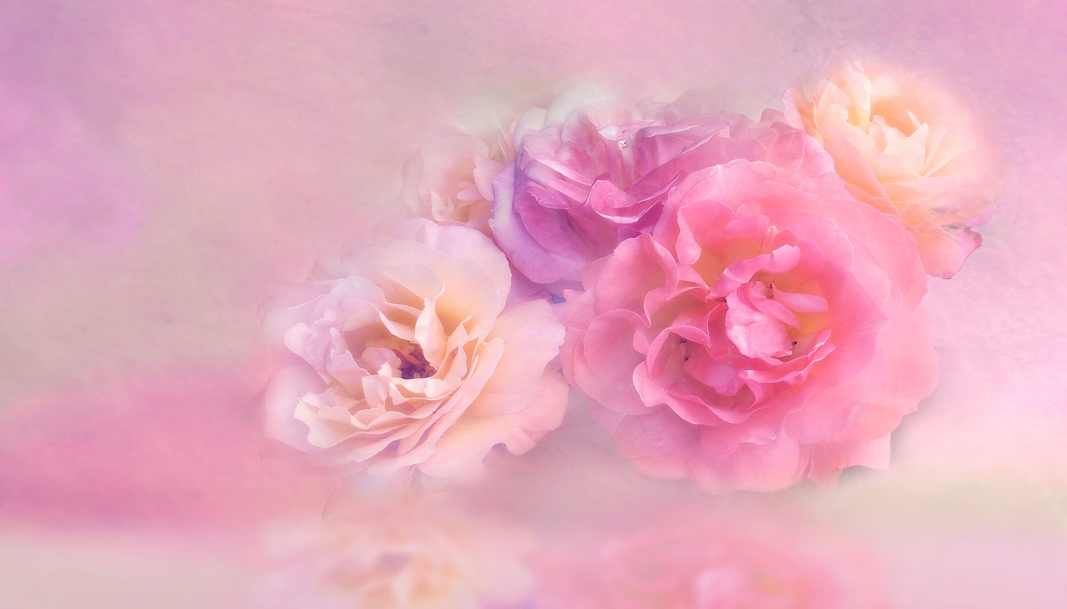flower floral nature petal fec252c6c43c665a871f71f1dac0f0dc