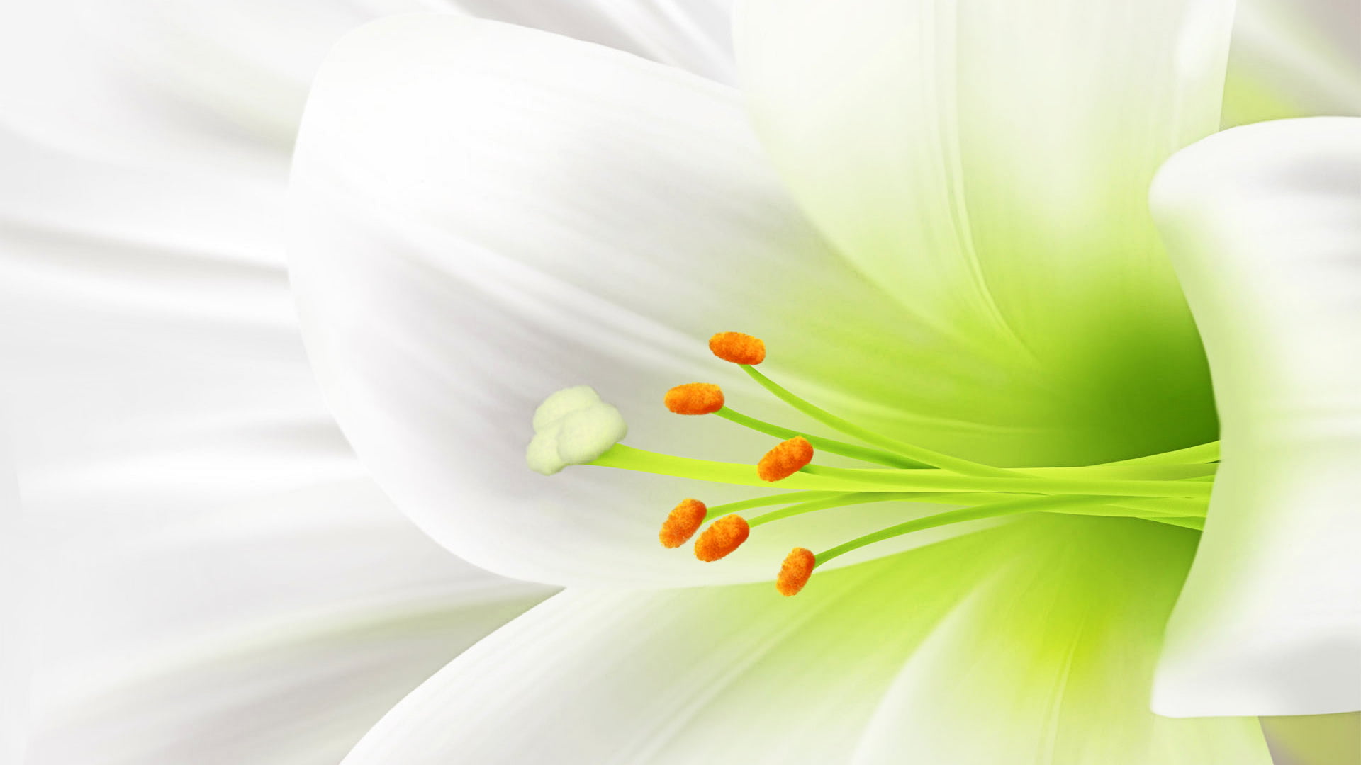flower lily design floral wallpaper d9a0a8eda1da3d4b460788cfc0d156ad
