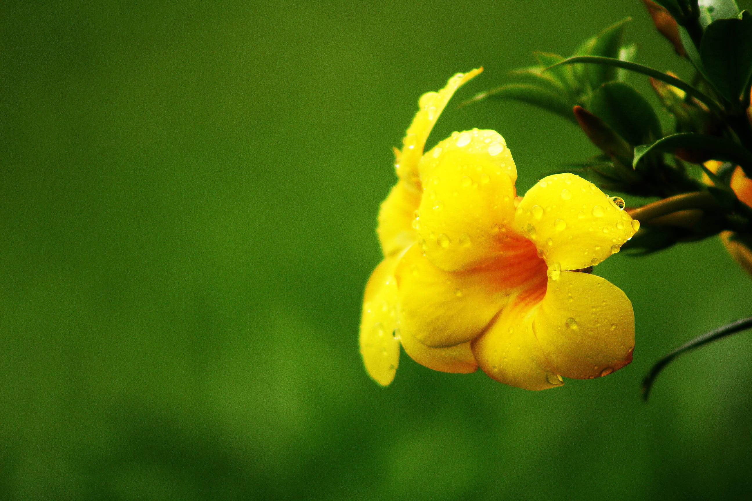flower nature garden bloom 70448c934040f75948b8d09ae62a9d04