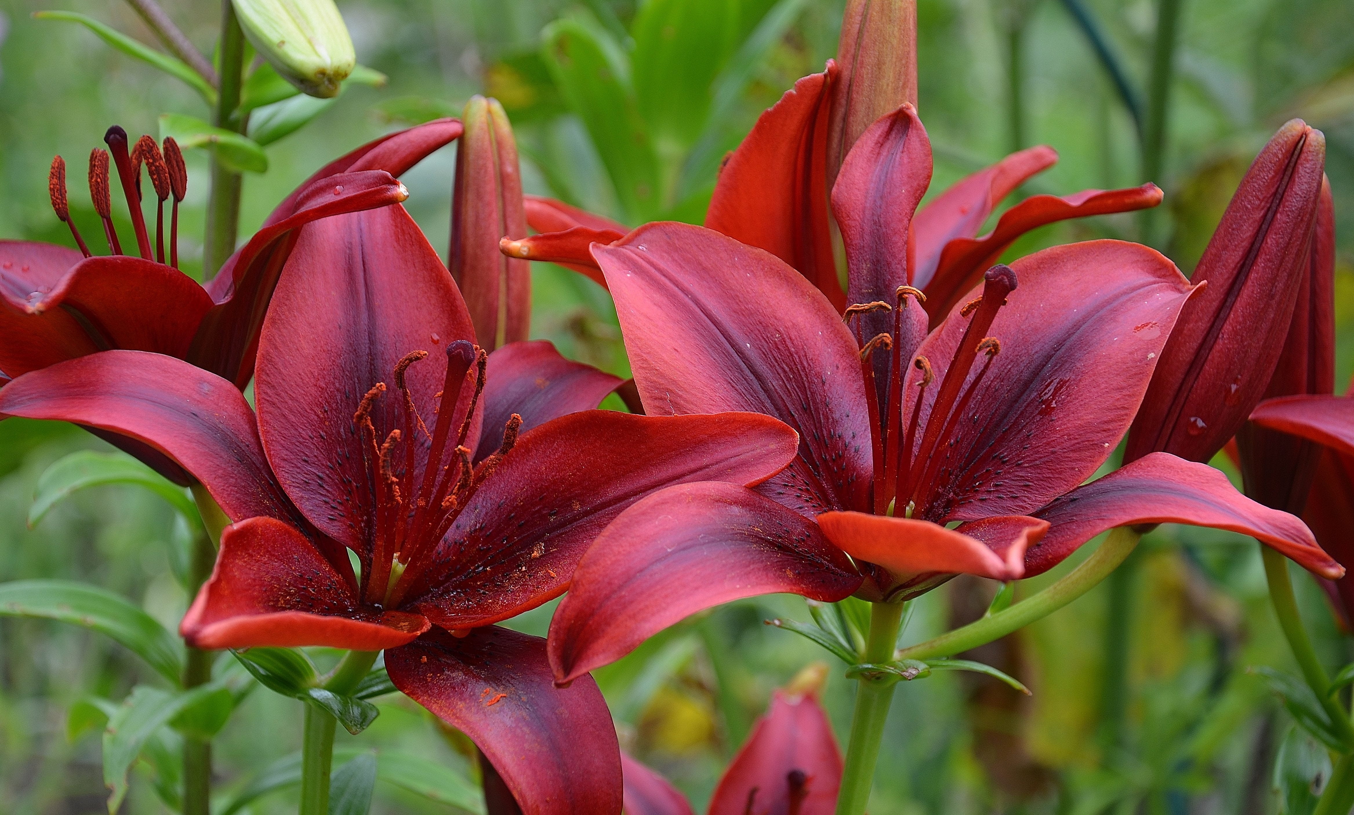 flower nature macro red b26c2cf19a81b661c2b454989e7101c3