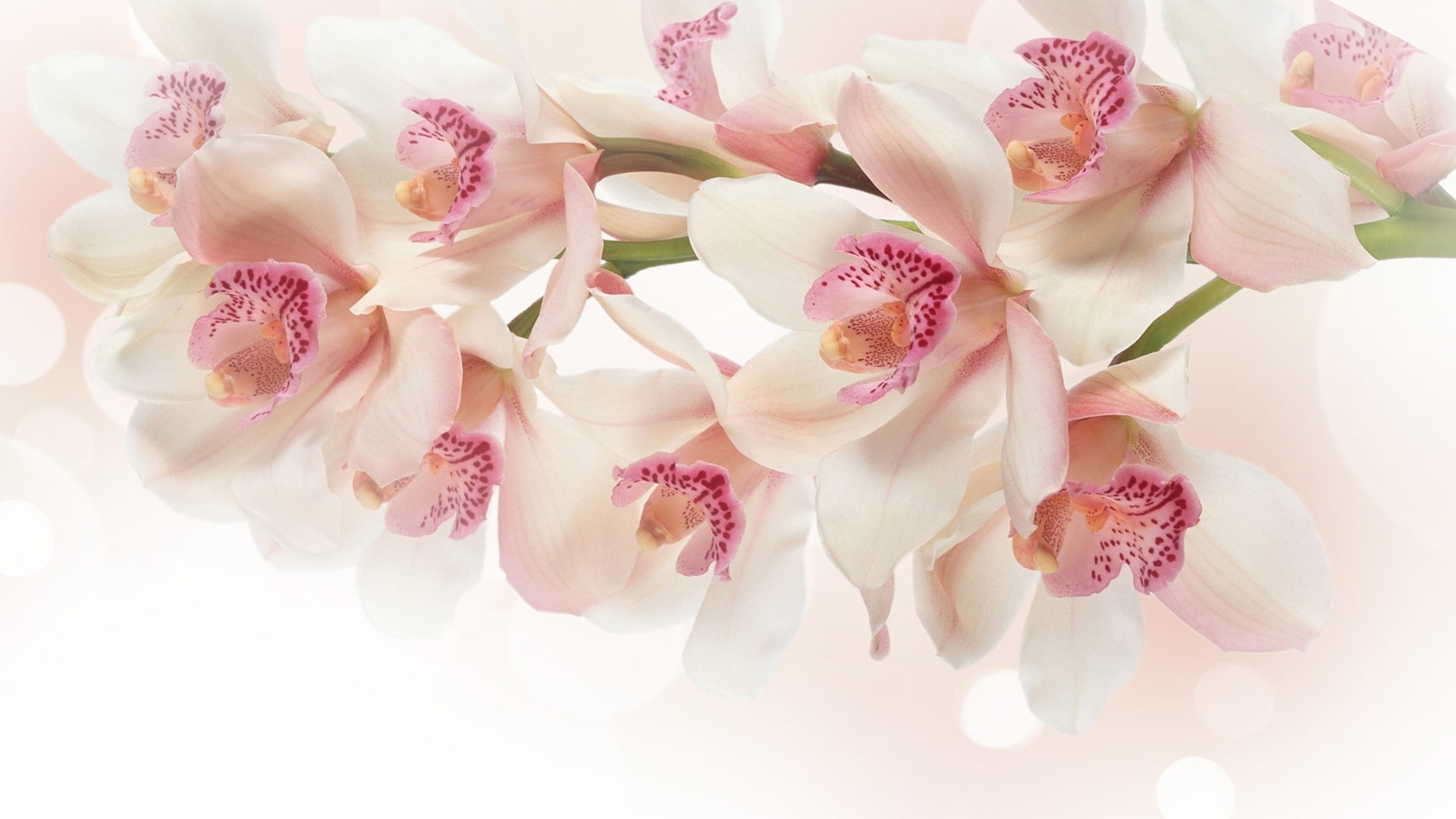 flower orchid pink bouquet wallpaper 8920281d01eafdfb0697a8cf9001169d