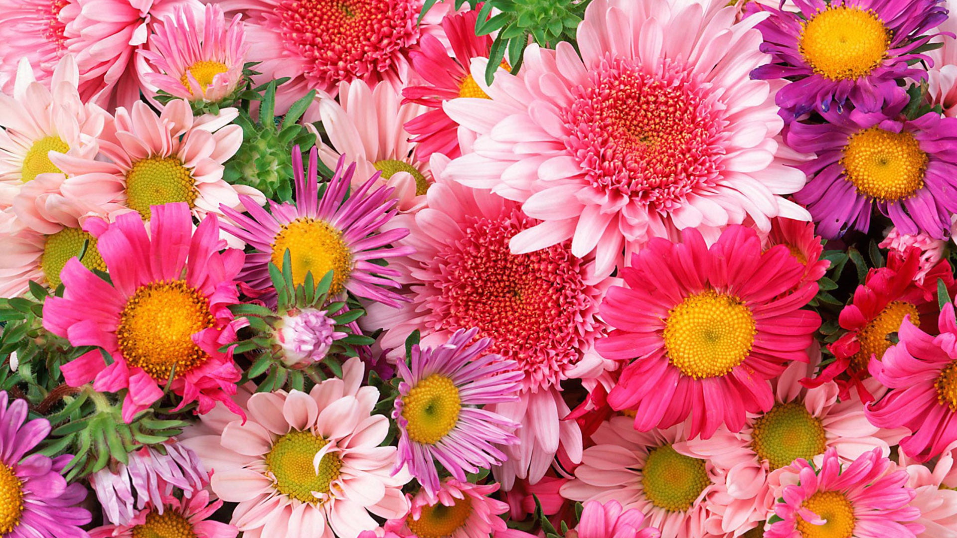 flower pink bloom flowers wallpaper 094098ad213a6d2b2667a85fc071f6ad
