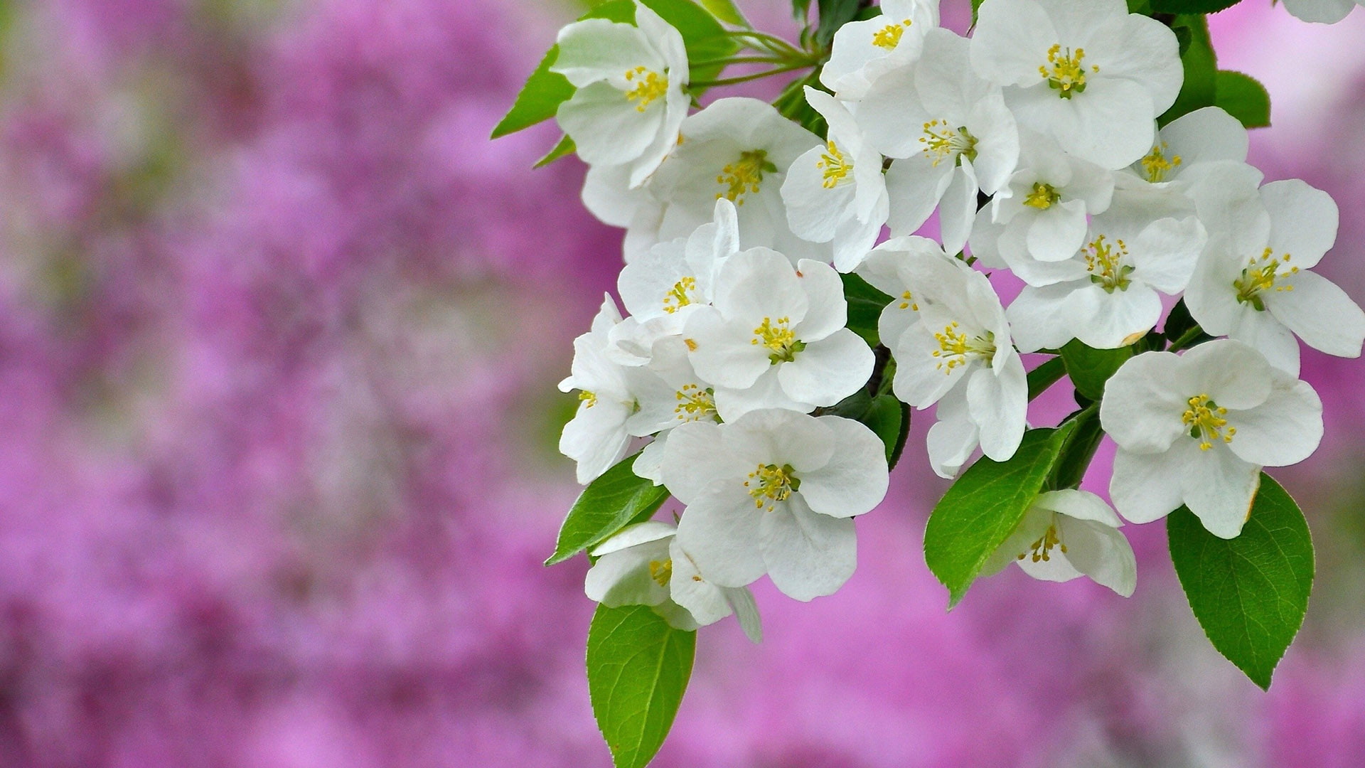 flower pink floral blossom wallpaper e930d88da13a2d8b067748ff8071e6dd
