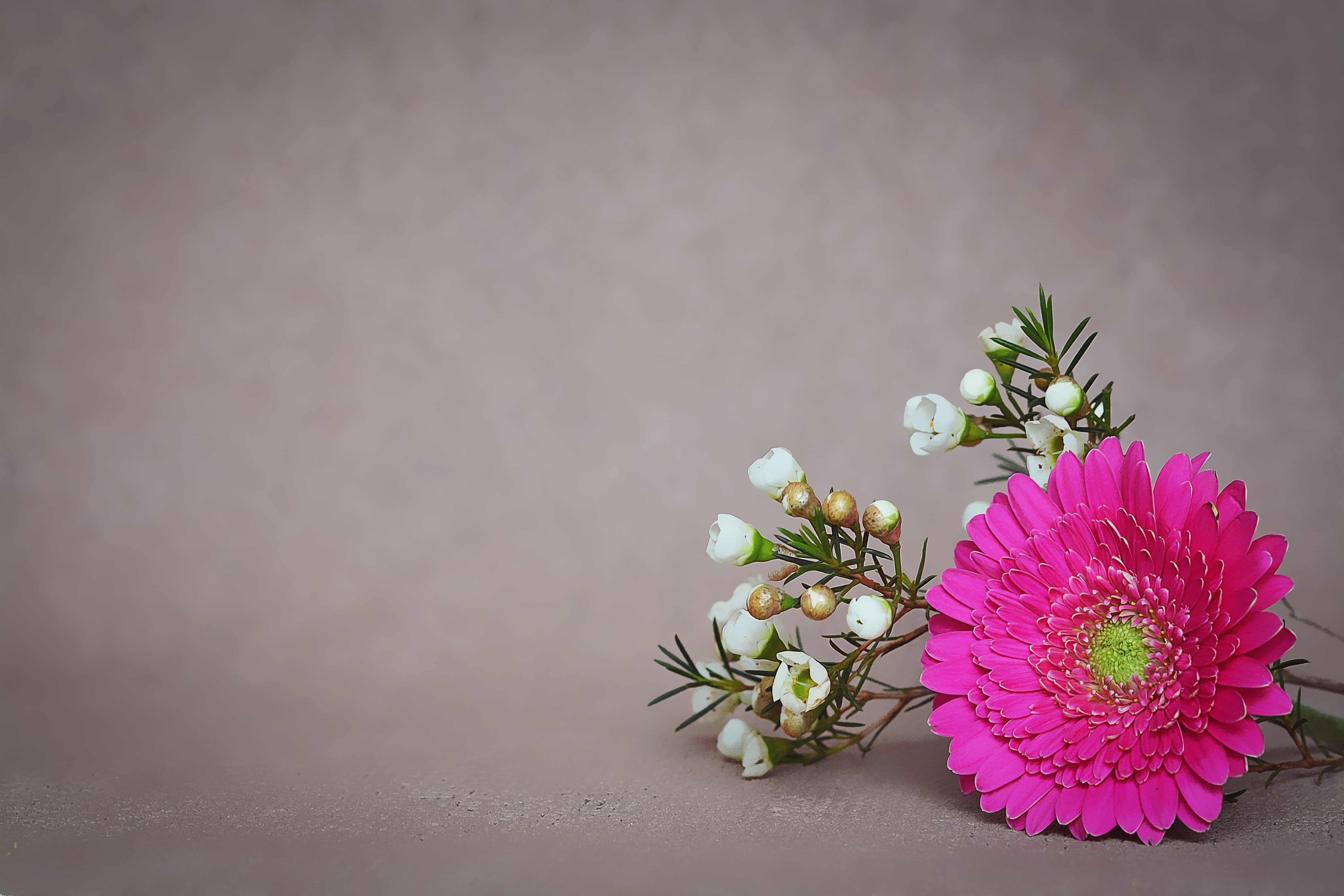 flower pink gerbera blossom e7d752f41f46d231f558602915ba6c4b