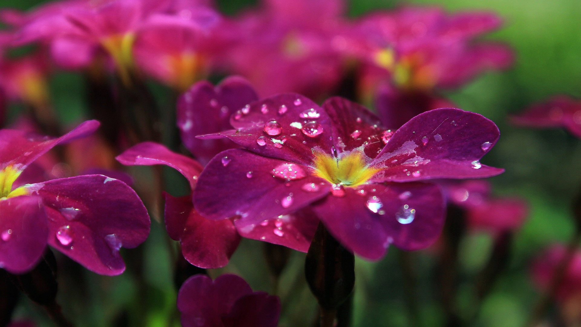 flower pink petal plant wallpaper 99c0580d91fa9d9b16b7282f00a116dd