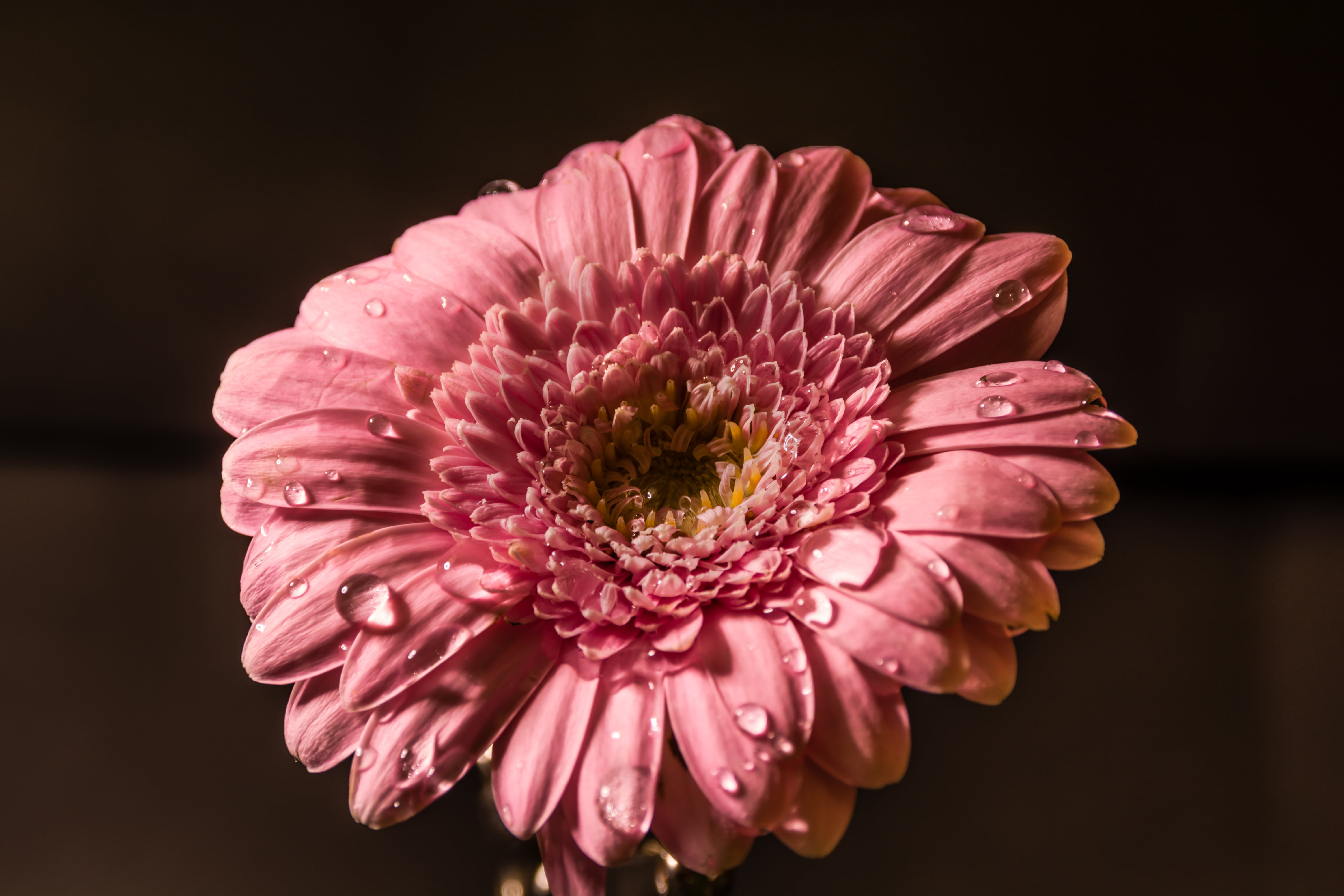 flower pink water drops b71732149fb65241b518f019a5aa1c6b