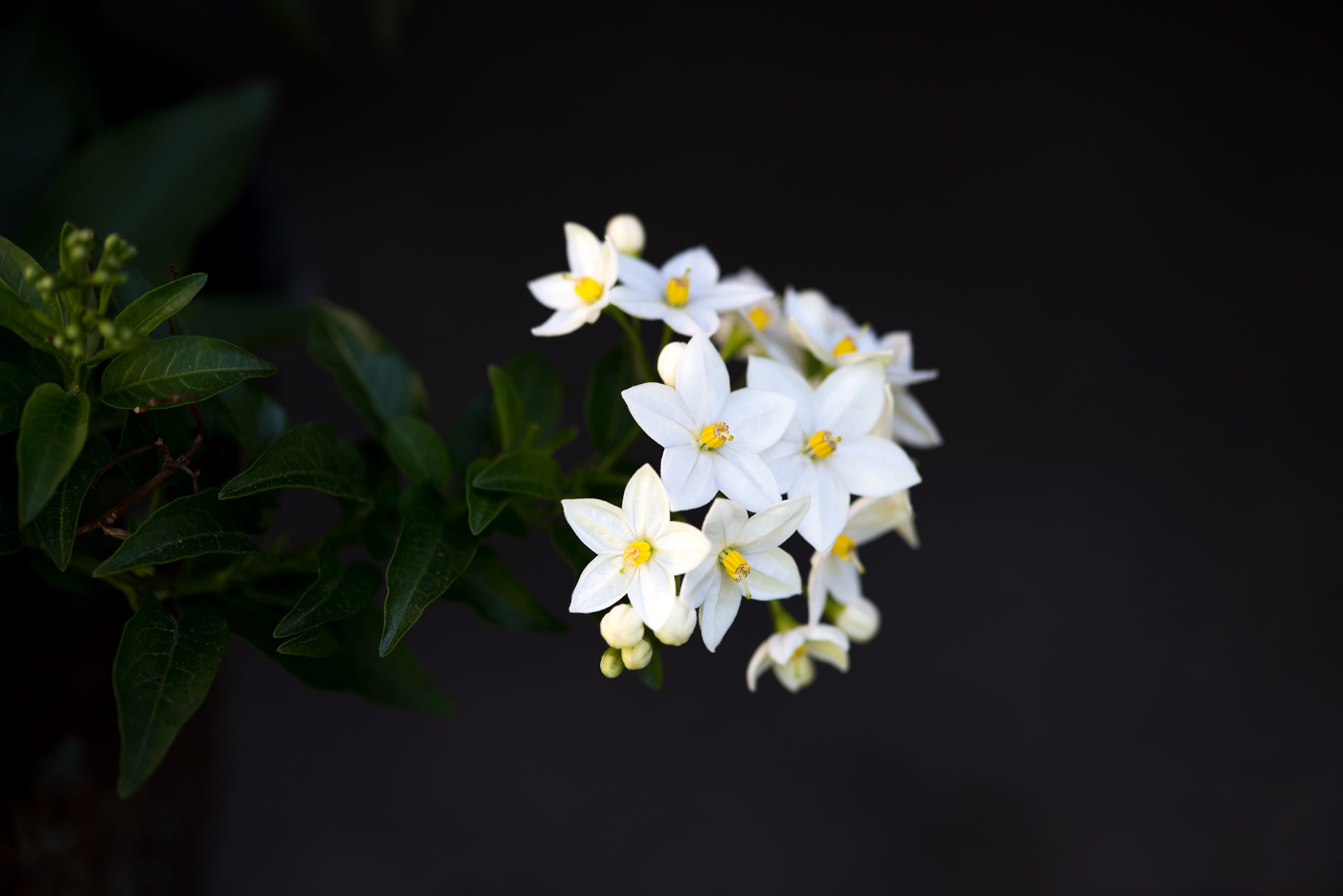 flower plant blossom bloom 945a69470ed2f7aa799817b39e6e73d4