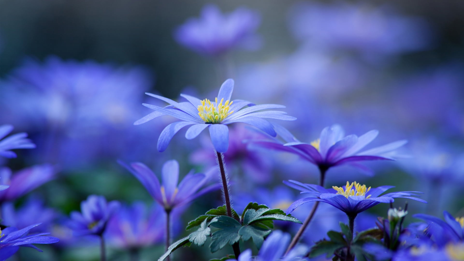 flower plant bulb garden wallpaper d9f0080d71da5d0bd69748ff7021b63d