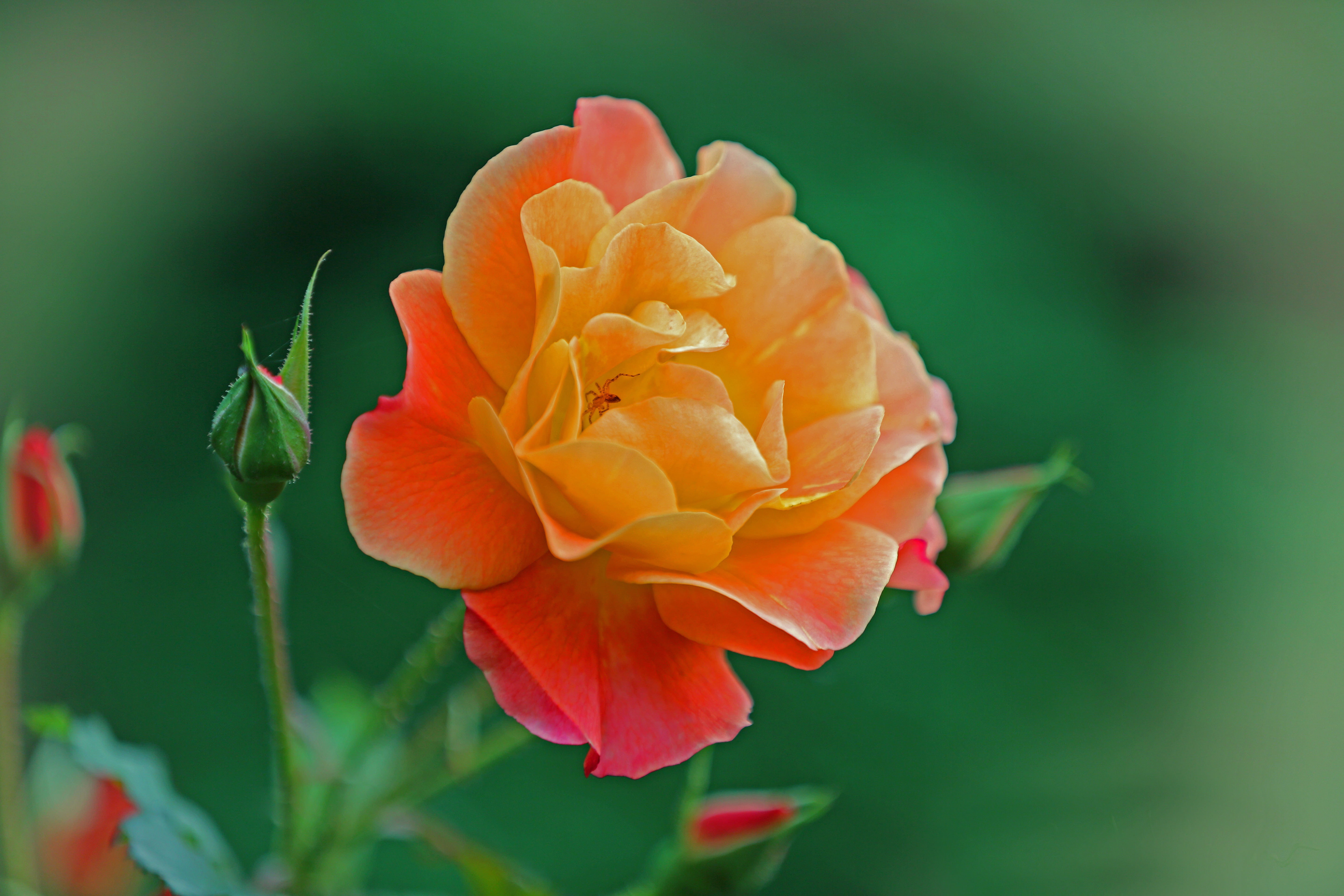 flower plant nature blossom 05f181f714fcd635f46b49a0abdf9fa3