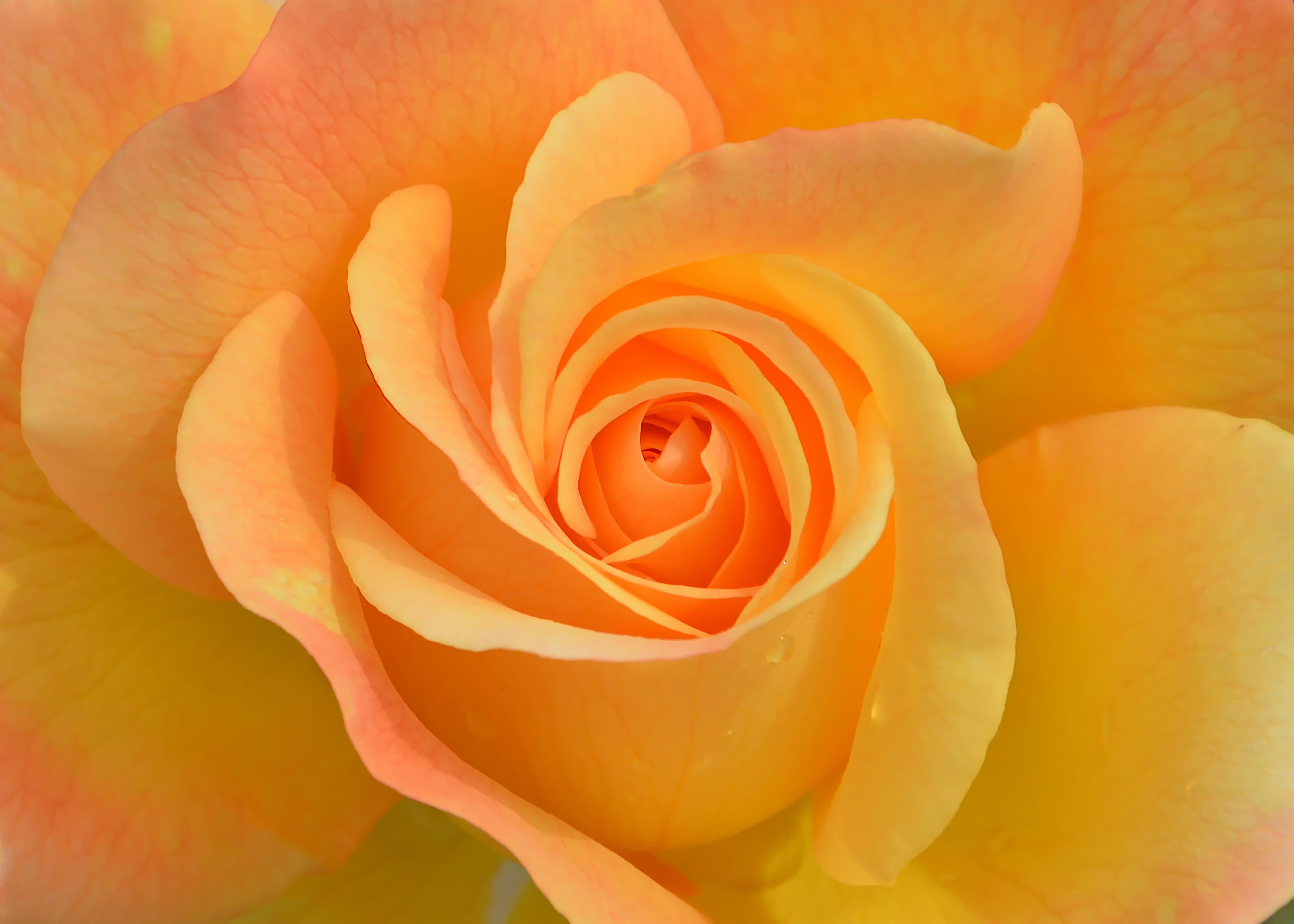 flower plant rose nature c8c725503c1ab504aec0a60a805a63fb